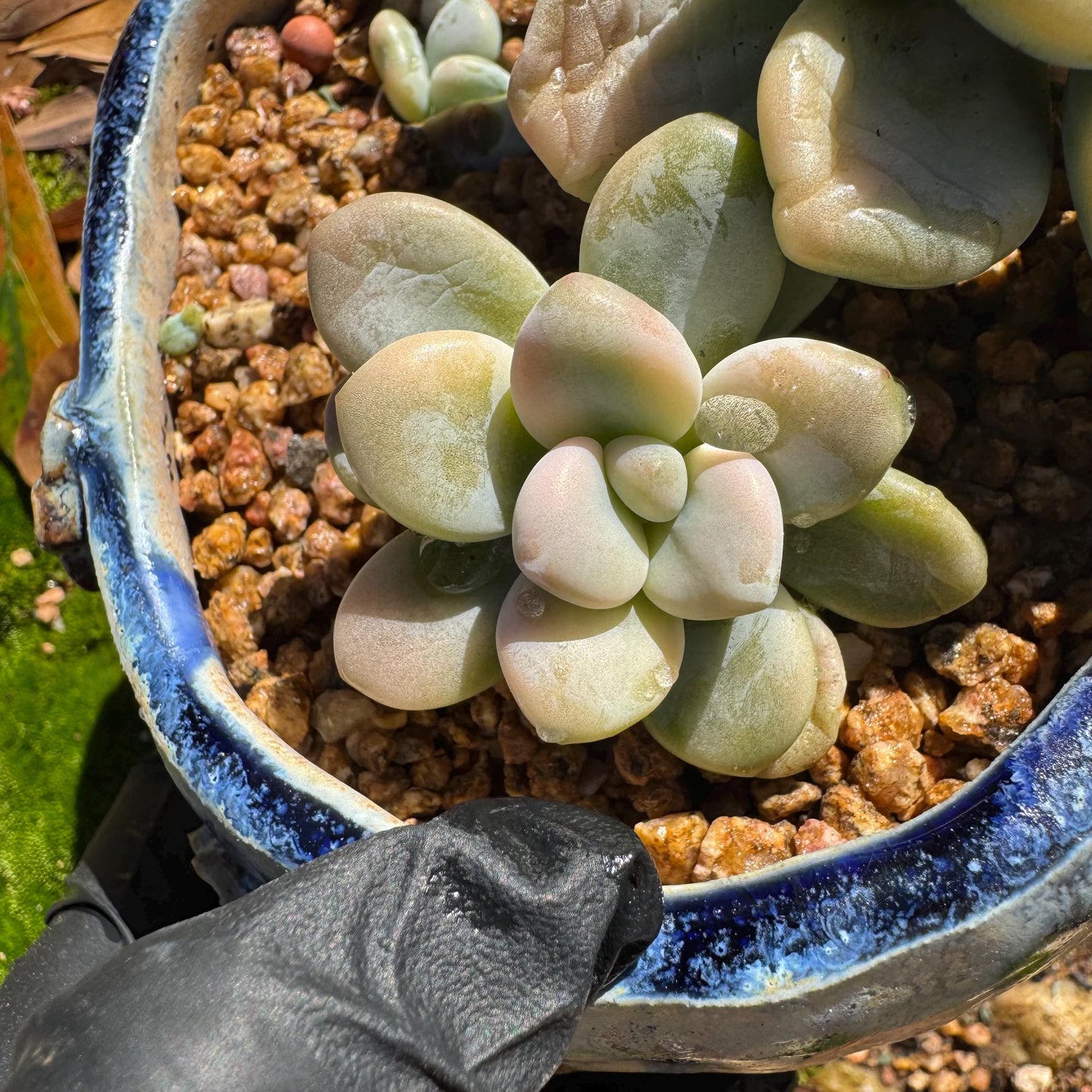 New! Graptosedum 'red miul variegated ', 2 heads with 2 babies, nice color, bare Root, , Imported Rare Succulent