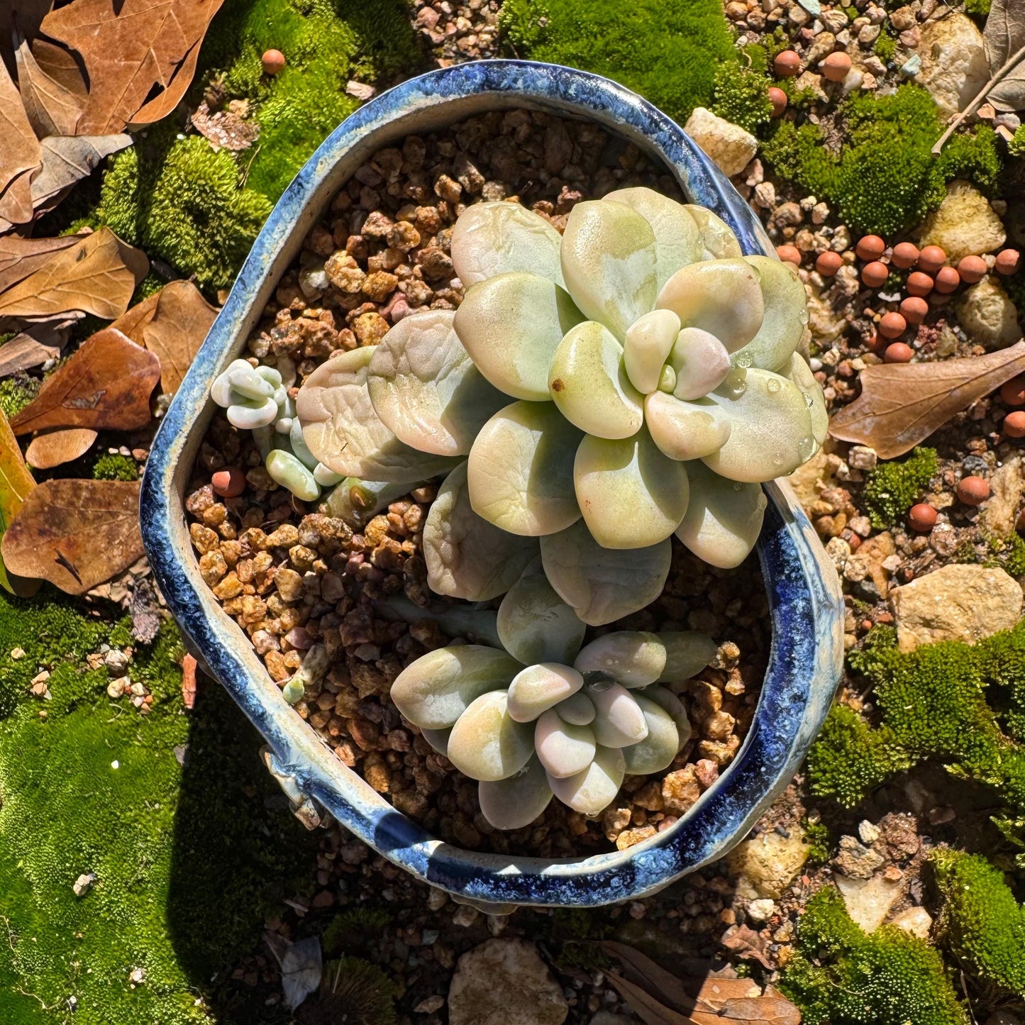 New! Graptosedum 'red miul variegated ', 2 heads with 2 babies, nice color, bare Root, , Imported Rare Succulent