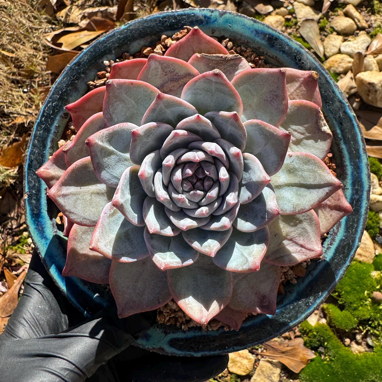 Echeveria 'blue bird' , big single head, 4.4inches, nice color, Bare Root, Imported Rare Succulent, gift