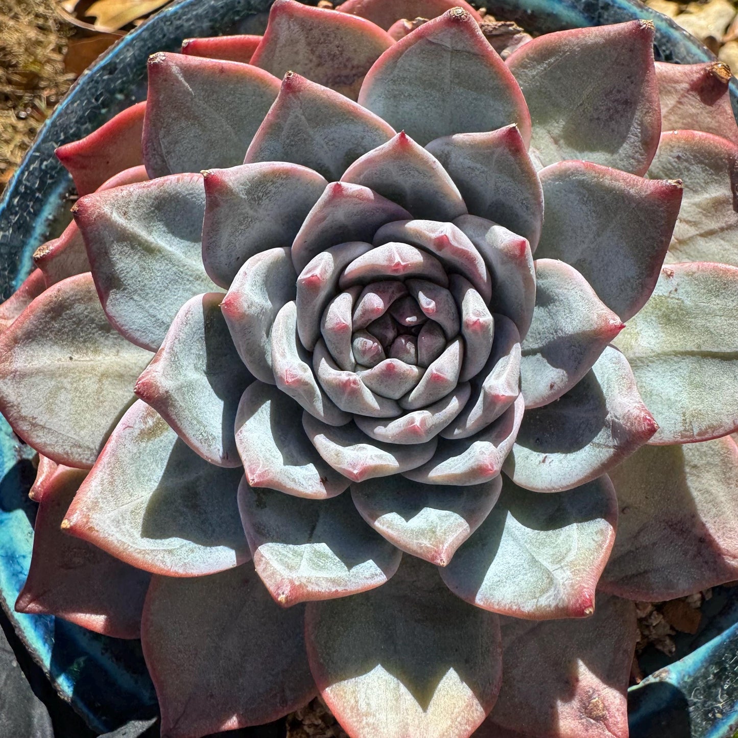 Echeveria 'blue bird' , big single head, 4.4inches, nice color, Bare Root, Imported Rare Succulent, gift