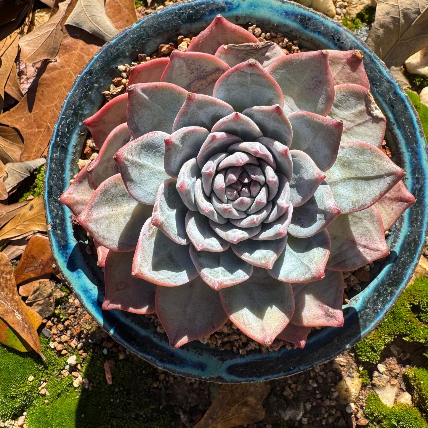 Echeveria 'blue bird' , big single head, 4.4inches, nice color, Bare Root, Imported Rare Succulent, gift
