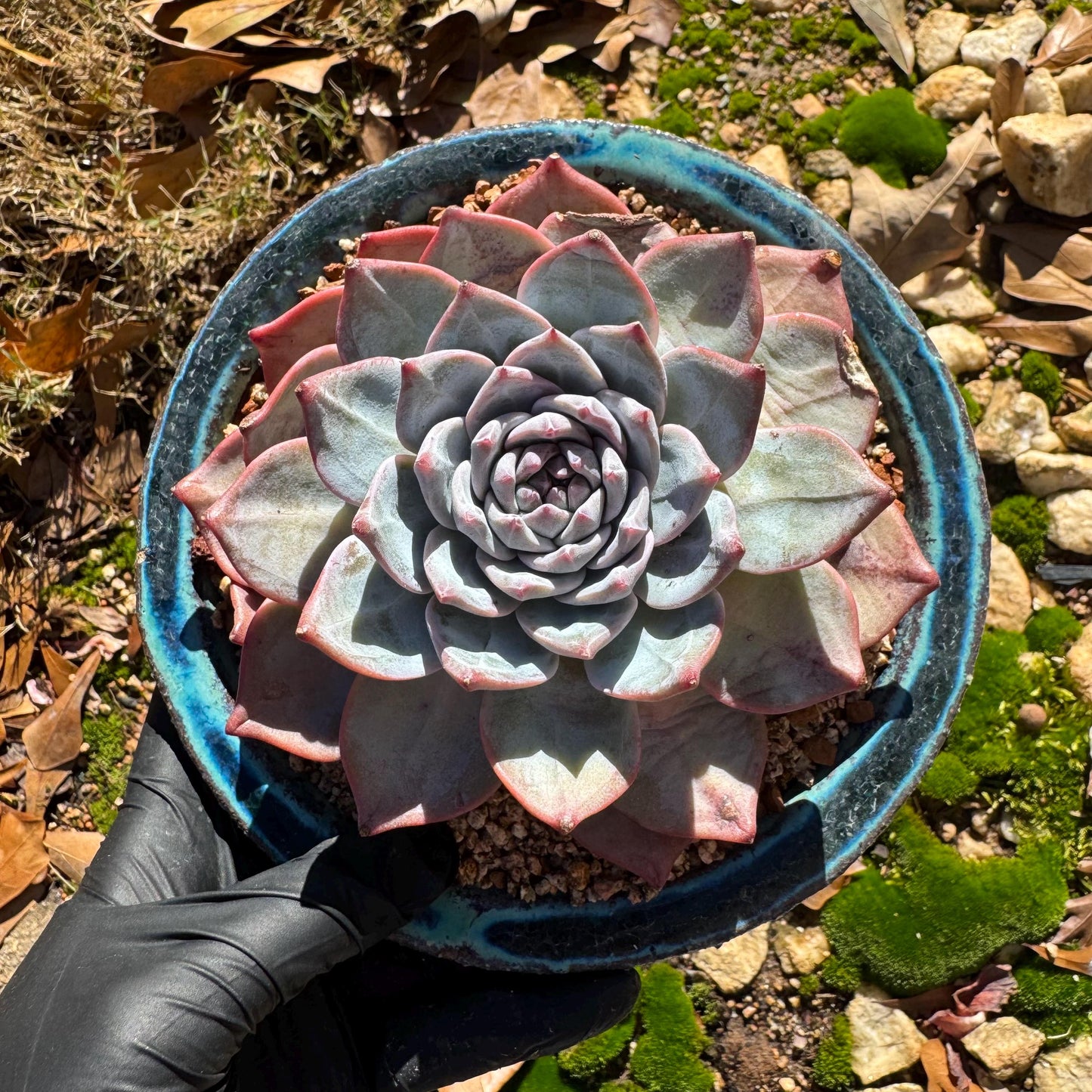 Echeveria 'blue bird' , big single head, 4.4inches, nice color, Bare Root, Imported Rare Succulent, gift