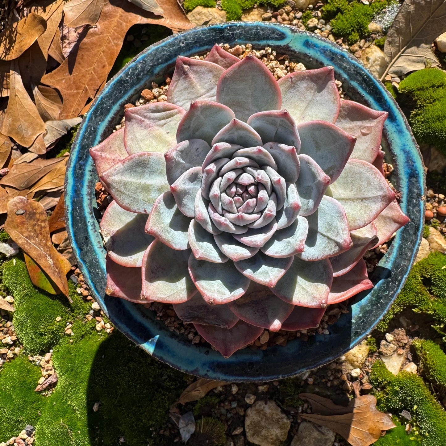 Echeveria 'blue bird' , big single head, 4.4inches, nice color, Bare Root, Imported Rare Succulent, gift