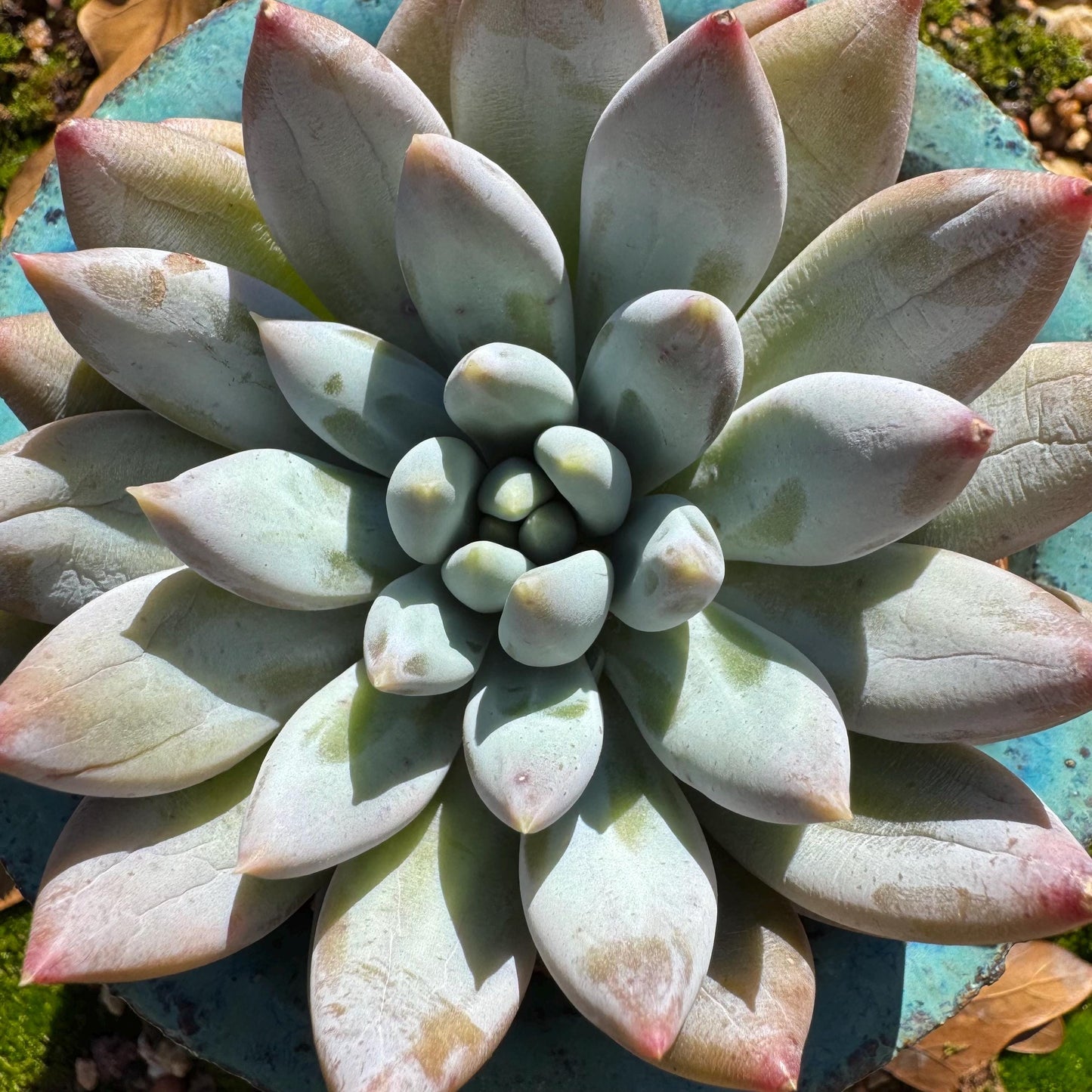 Pachyveria' Angel's Finger' big single head, 3inches, nice color, high quality , Imported Rare Succulent, Bare Root, live plant