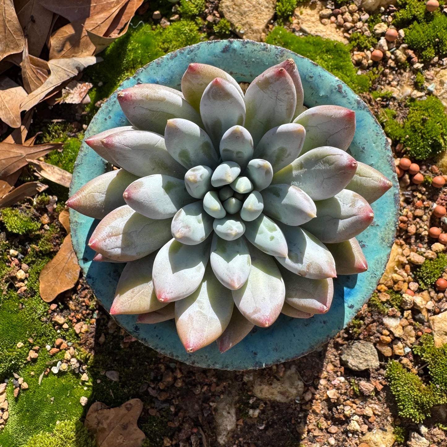 Pachyveria' Angel's Finger' big single head, 3inches, nice color, high quality , Imported Rare Succulent, Bare Root, live plant