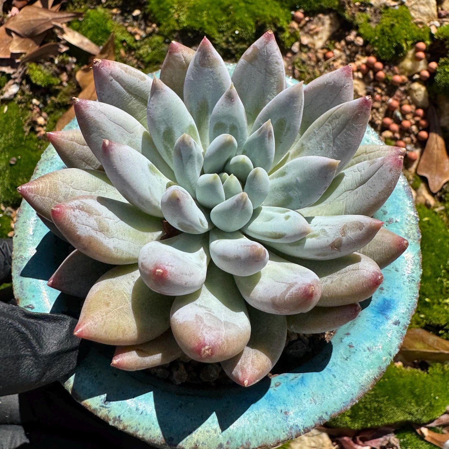 Pachyveria' Angel's Finger' big single head, 3inches, nice color, high quality , Imported Rare Succulent, Bare Root, live plant