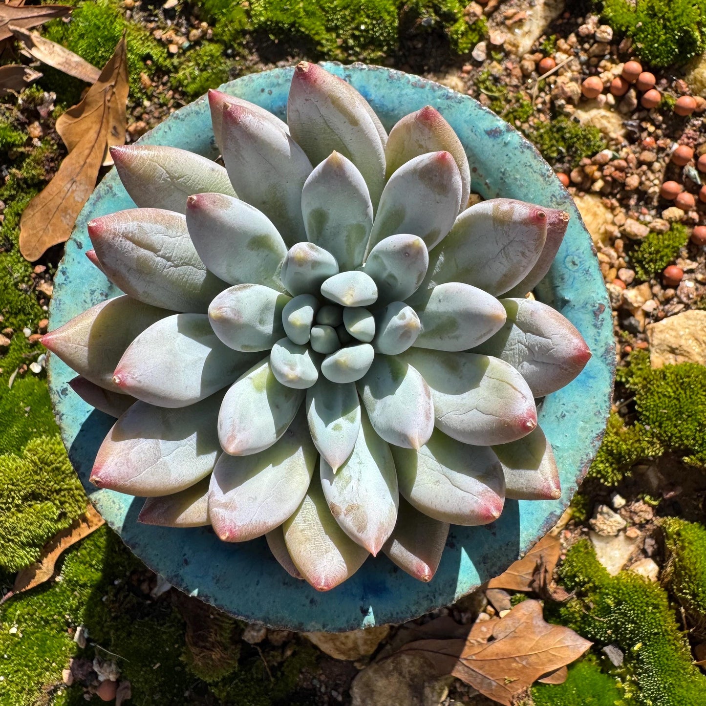Pachyveria' Angel's Finger' big single head, 3inches, nice color, high quality , Imported Rare Succulent, Bare Root, live plant