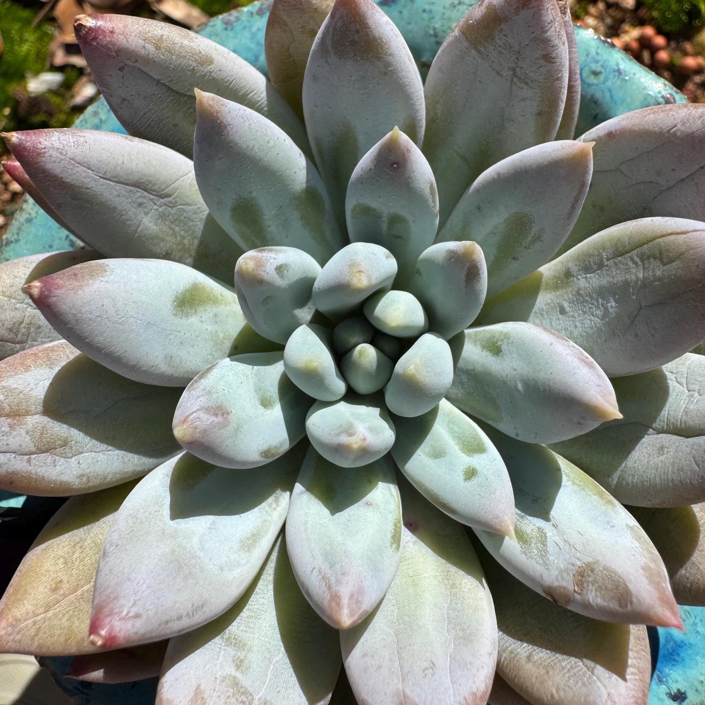 Pachyveria' Angel's Finger' big single head, 3inches, nice color, high quality , Imported Rare Succulent, Bare Root, live plant