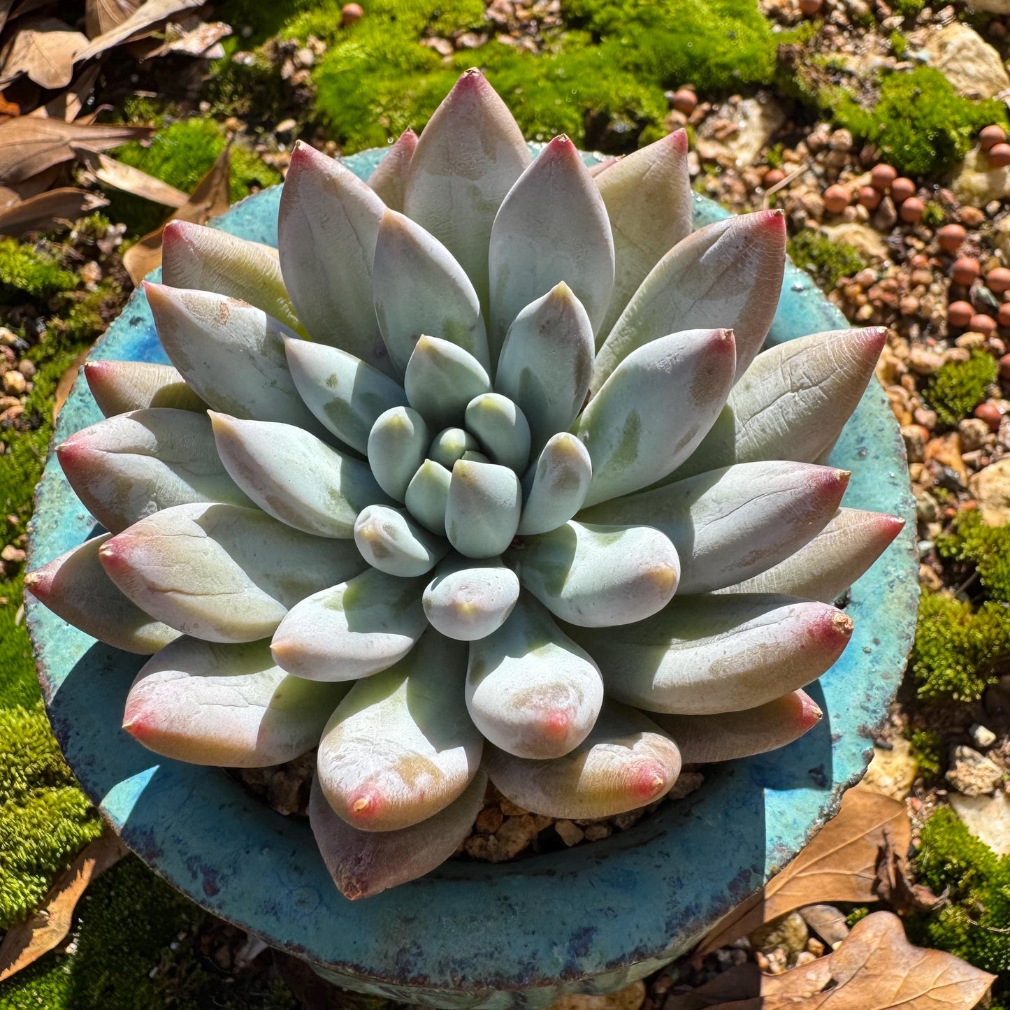 Pachyveria' Angel's Finger' big single head, 3inches, nice color, high quality , Imported Rare Succulent, Bare Root, live plant