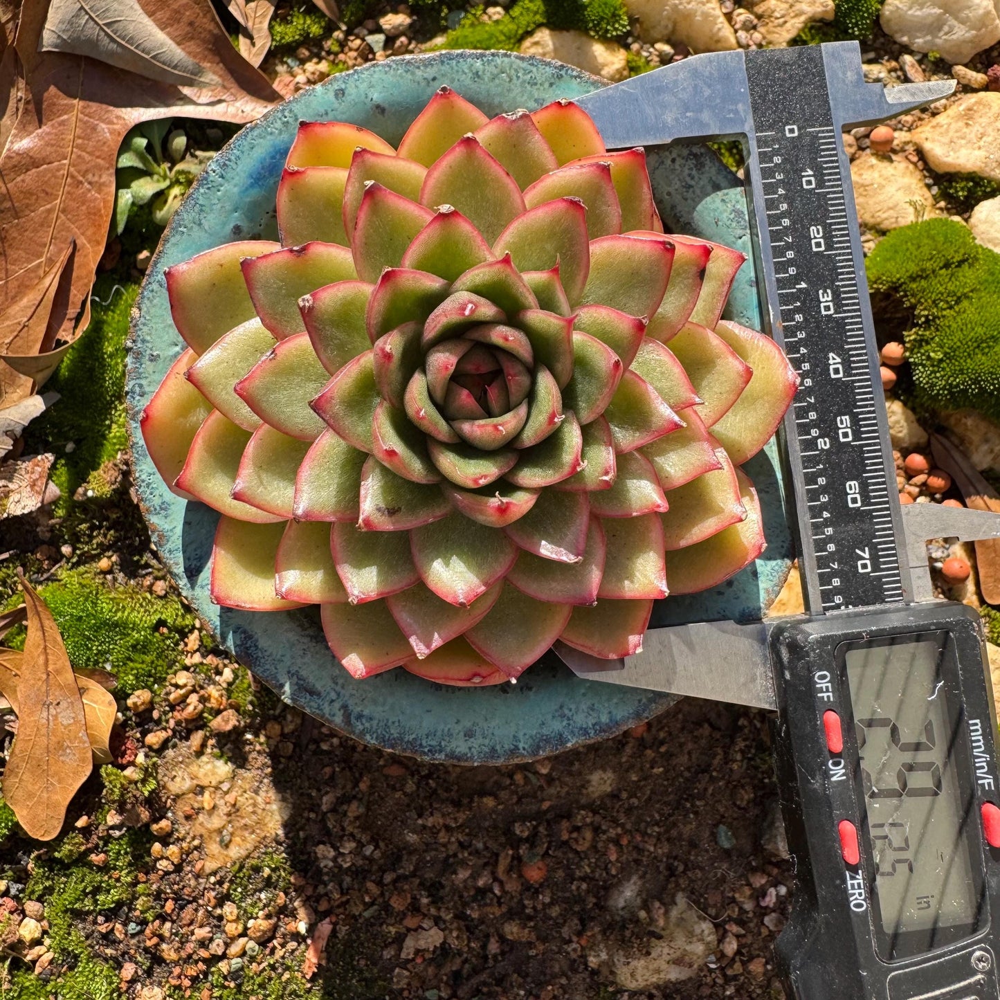 Echeveria ‘heart soul ' , 2.9inches , single head, nice color , Bare Root, Imported Rare Succulent