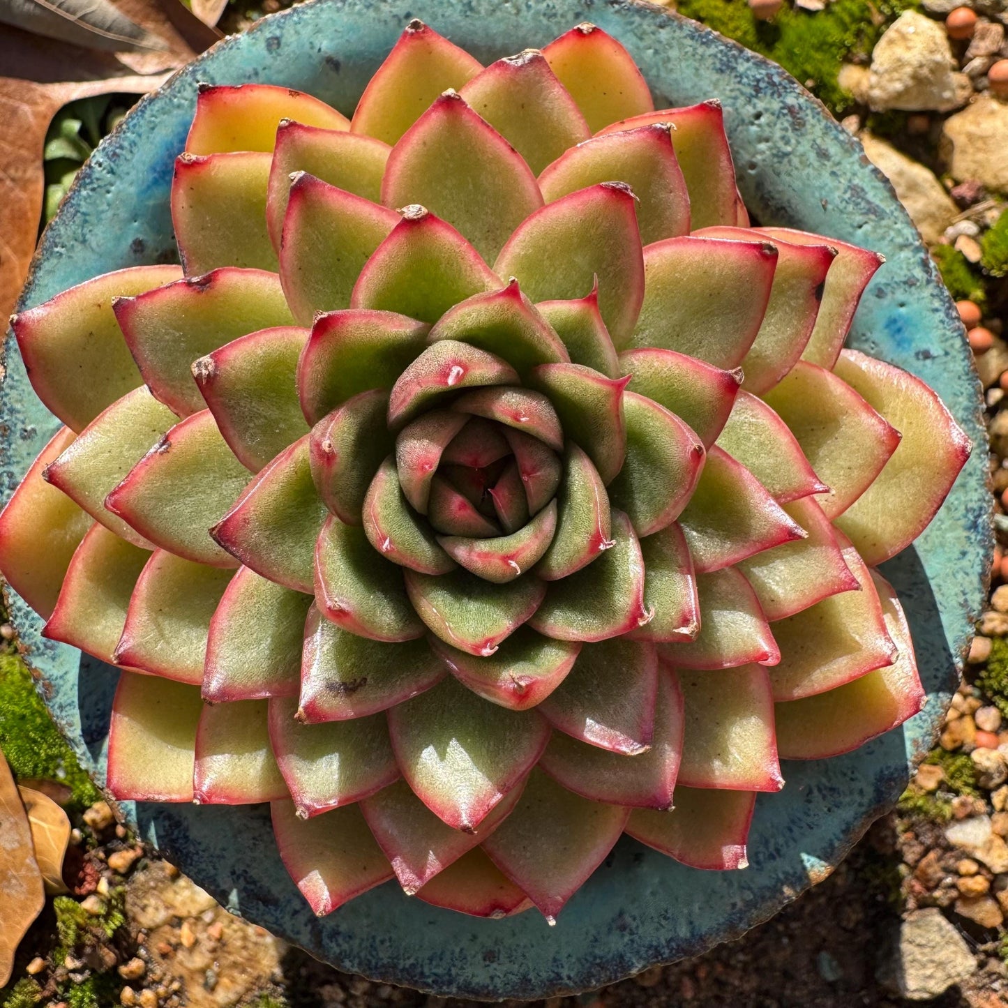 Echeveria ‘heart soul ' , 2.9inches , single head, nice color , Bare Root, Imported Rare Succulent