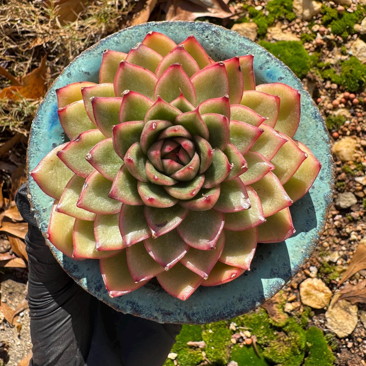 Echeveria ‘heart soul ' , 2.9inches , single head, nice color , Bare Root, Imported Rare Succulent