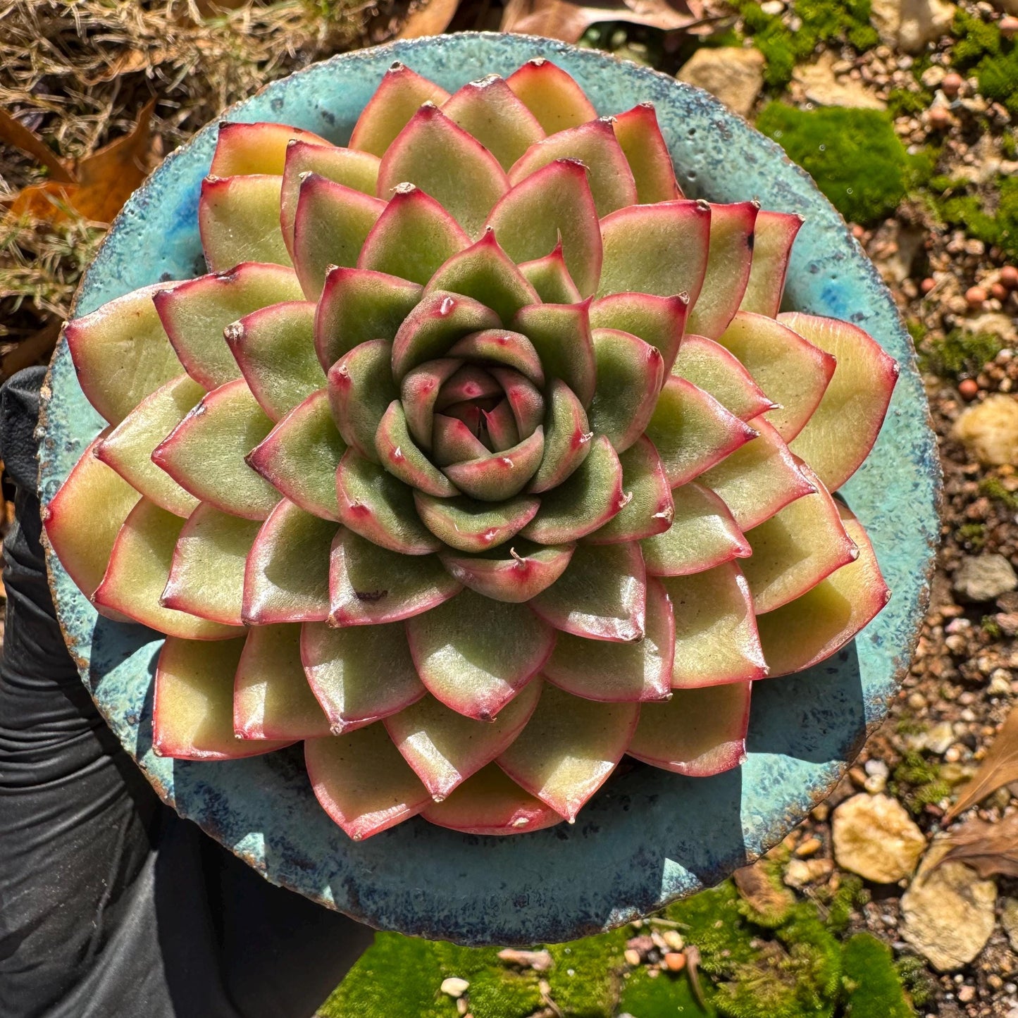 Echeveria ‘heart soul ' , 2.9inches , single head, nice color , Bare Root, Imported Rare Succulent