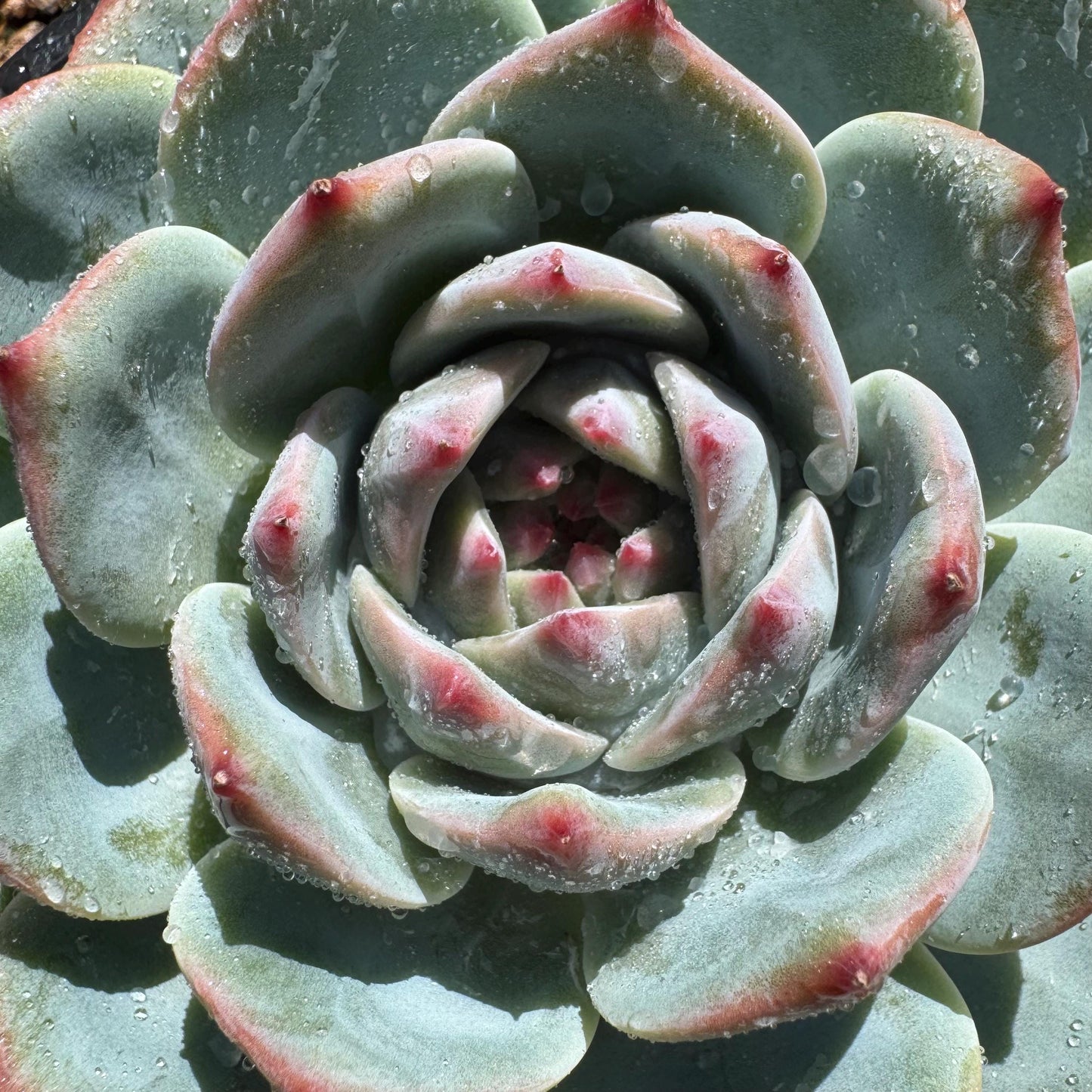 Echeveria 'chihuahuaensis sp. ', single head, 4.2inches ,great quality, Bare Root, Imported Rare Succulent, gift