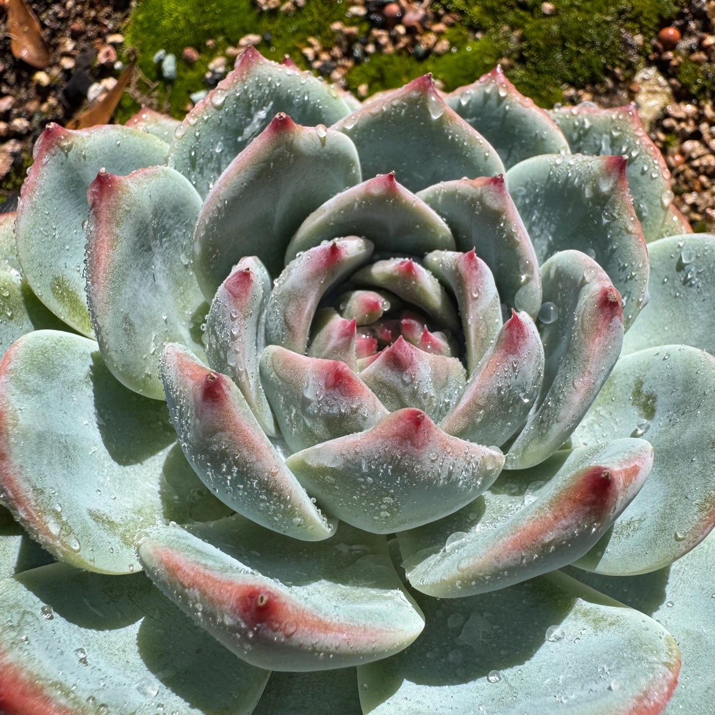 Echeveria 'chihuahuaensis sp. ', single head, 4.2inches ,great quality, Bare Root, Imported Rare Succulent, gift