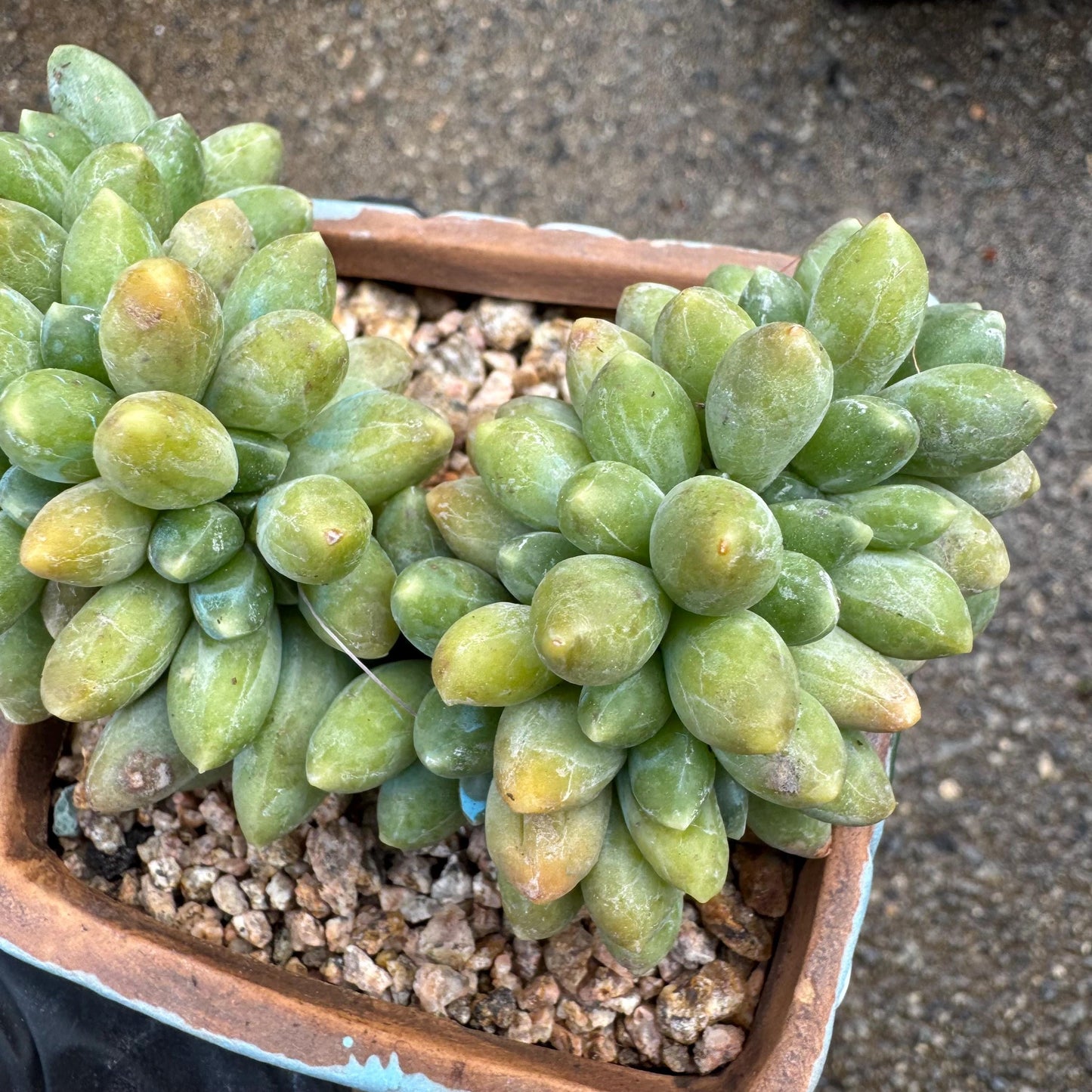 Pachythytum" compactum crest " cluster, 3.4 inches, live plant,gift