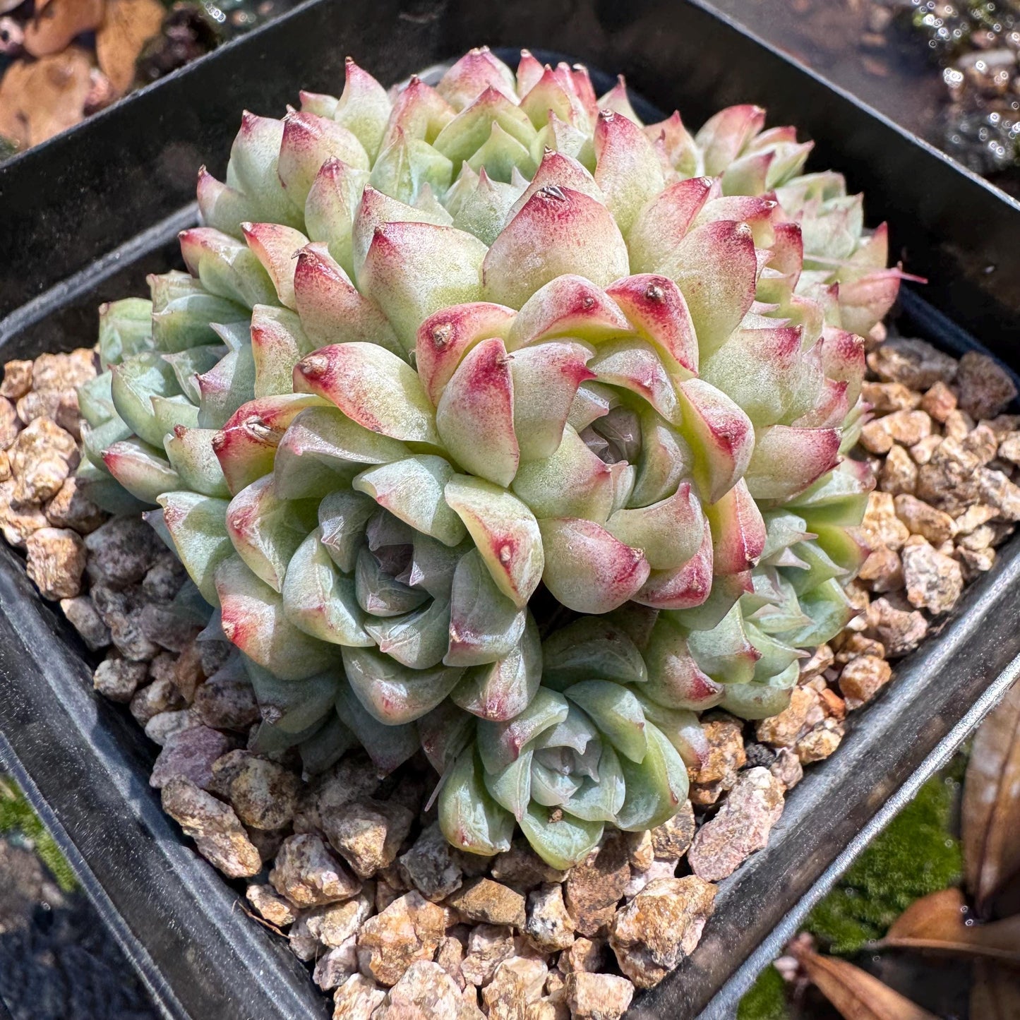 Echeveri' queen sp.' cluster, 2.5 inches, nice color , Bare Root, Imported Rare Succulent