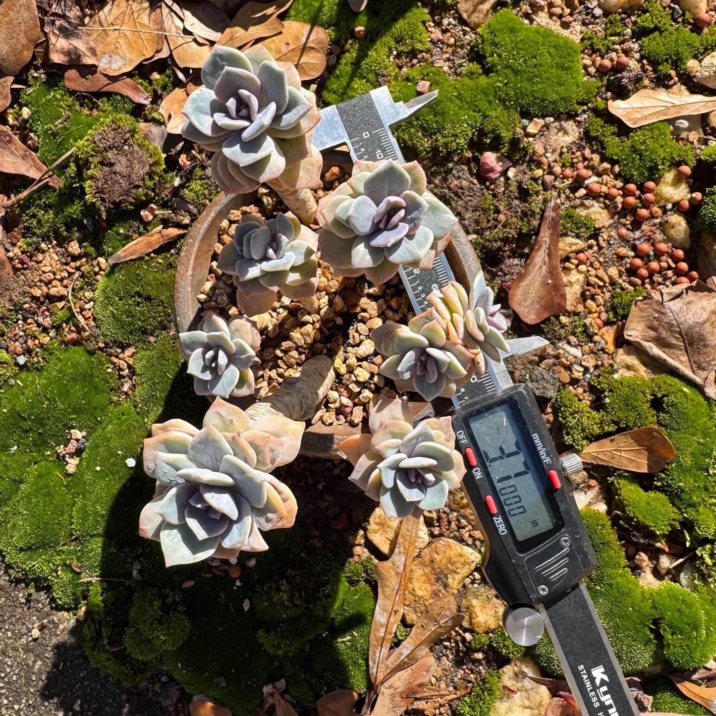 Graptoveria 'Mrs Richards' special variegated cluster, 8heads, high quality , 3.7inches,live Succulent