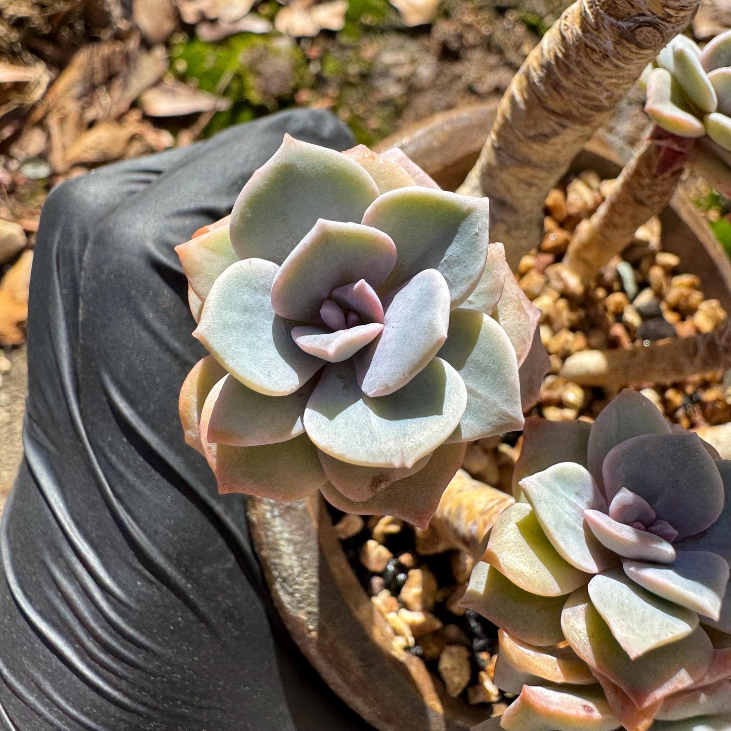 Graptoveria 'Mrs Richards' special variegated cluster, 8heads, high quality , 3.7inches,live Succulent