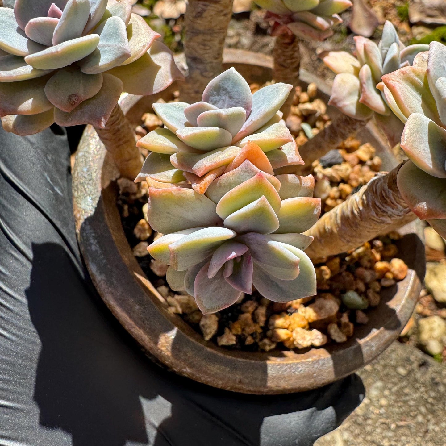 Graptoveria 'Mrs Richards' special variegated cluster, 8heads, high quality , 3.7inches,live Succulent
