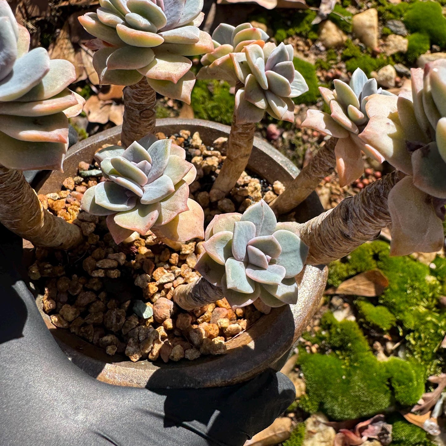 Graptoveria 'Mrs Richards' special variegated cluster, 8heads, high quality , 3.7inches,live Succulent