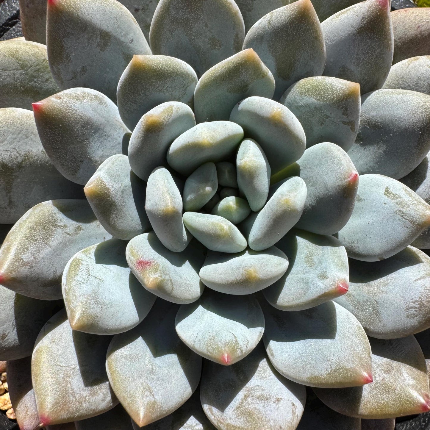 Rare succulents plants , Echeveria ‘Snow cicada ’ , big single head, 3.9inches