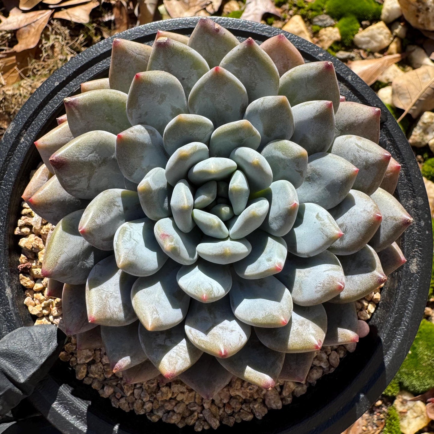 Rare succulents plants , Echeveria ‘Snow cicada ’ , big single head, 3.9inches