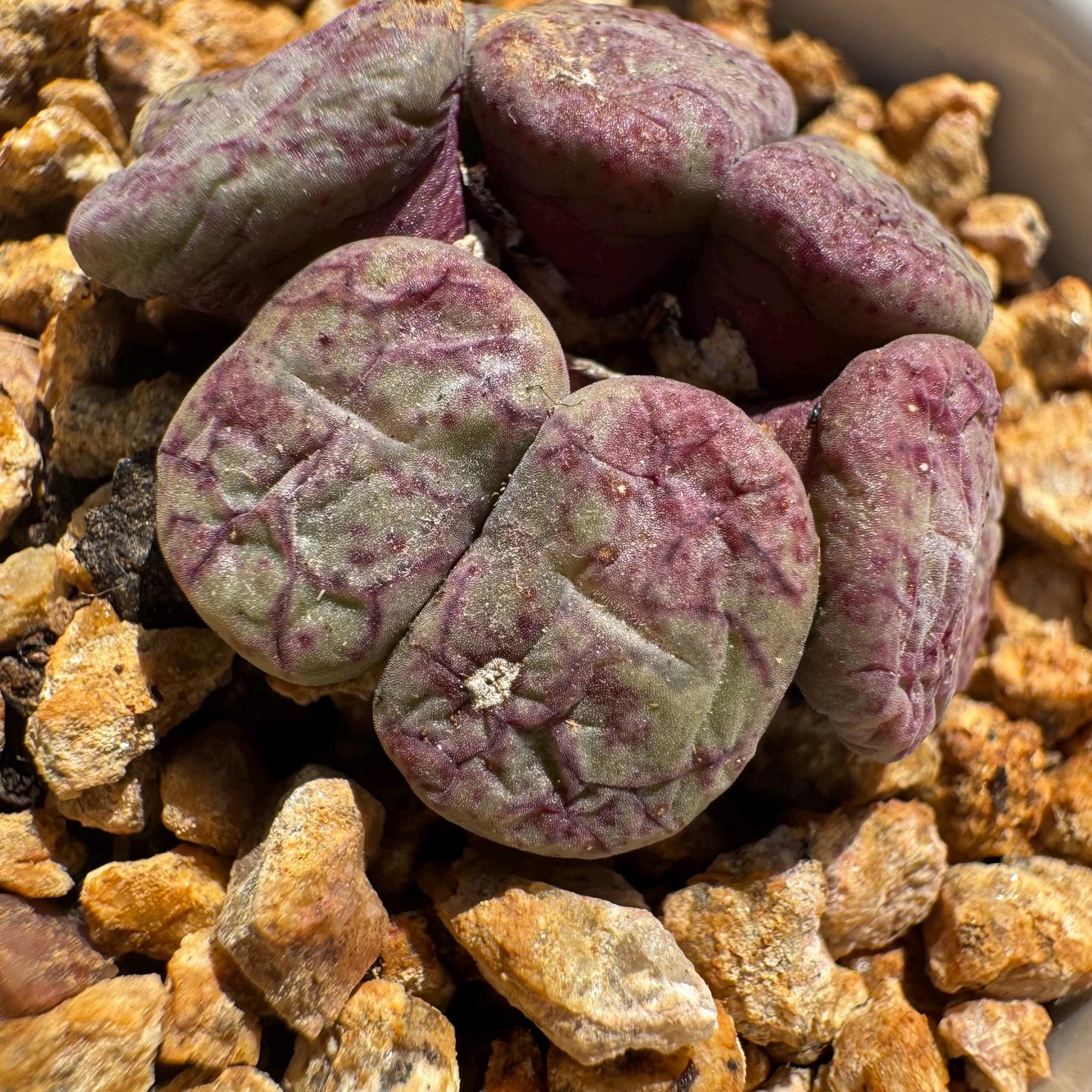 Conophytum 'ficiforme', 1.2inches, tiny size, 7heads, Imported Rare Succulent, Bare Root, live plant
