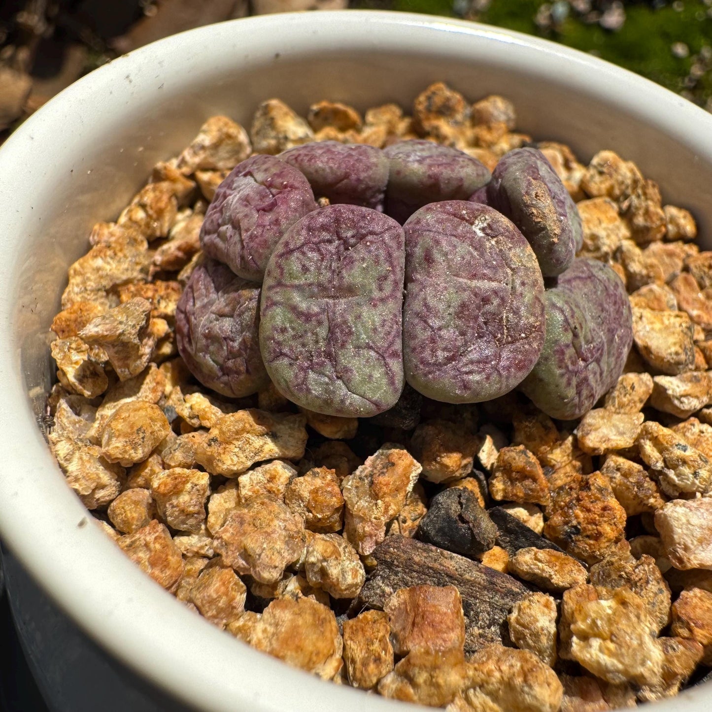 Conophytum 'ficiforme', 1.2inches, tiny size, 7heads, Imported Rare Succulent, Bare Root, live plant