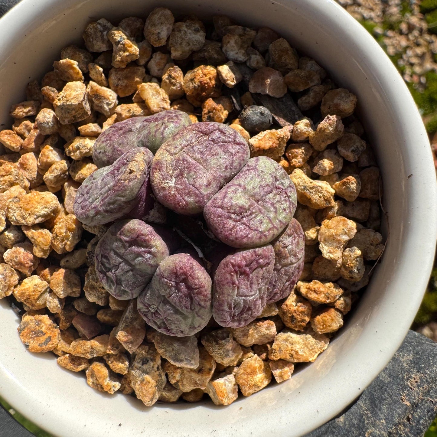 Conophytum 'ficiforme', 1.2inches, tiny size, 7heads, Imported Rare Succulent, Bare Root, live plant