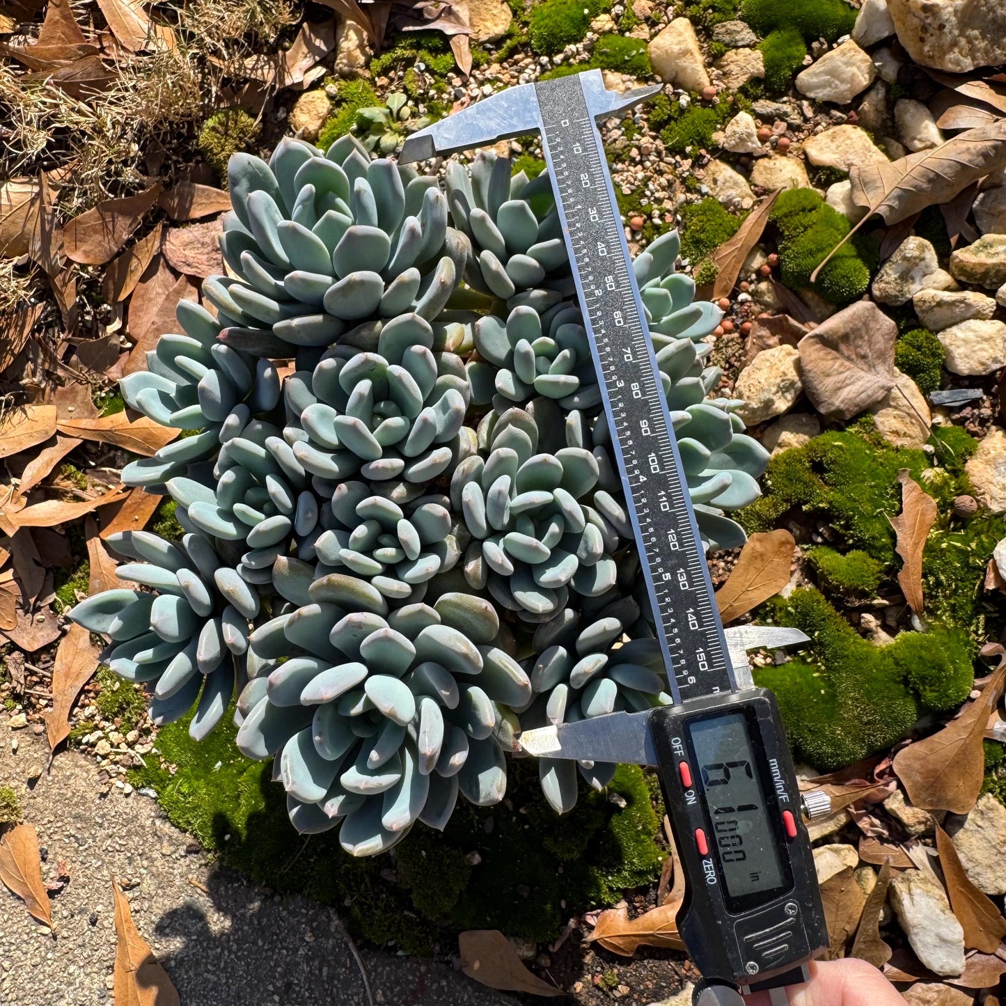 Echeveria 'Cinderella' big cluster , 6.0inches, more than 12heads, high quality, Bare Root, Imported Rare Succulent, gift