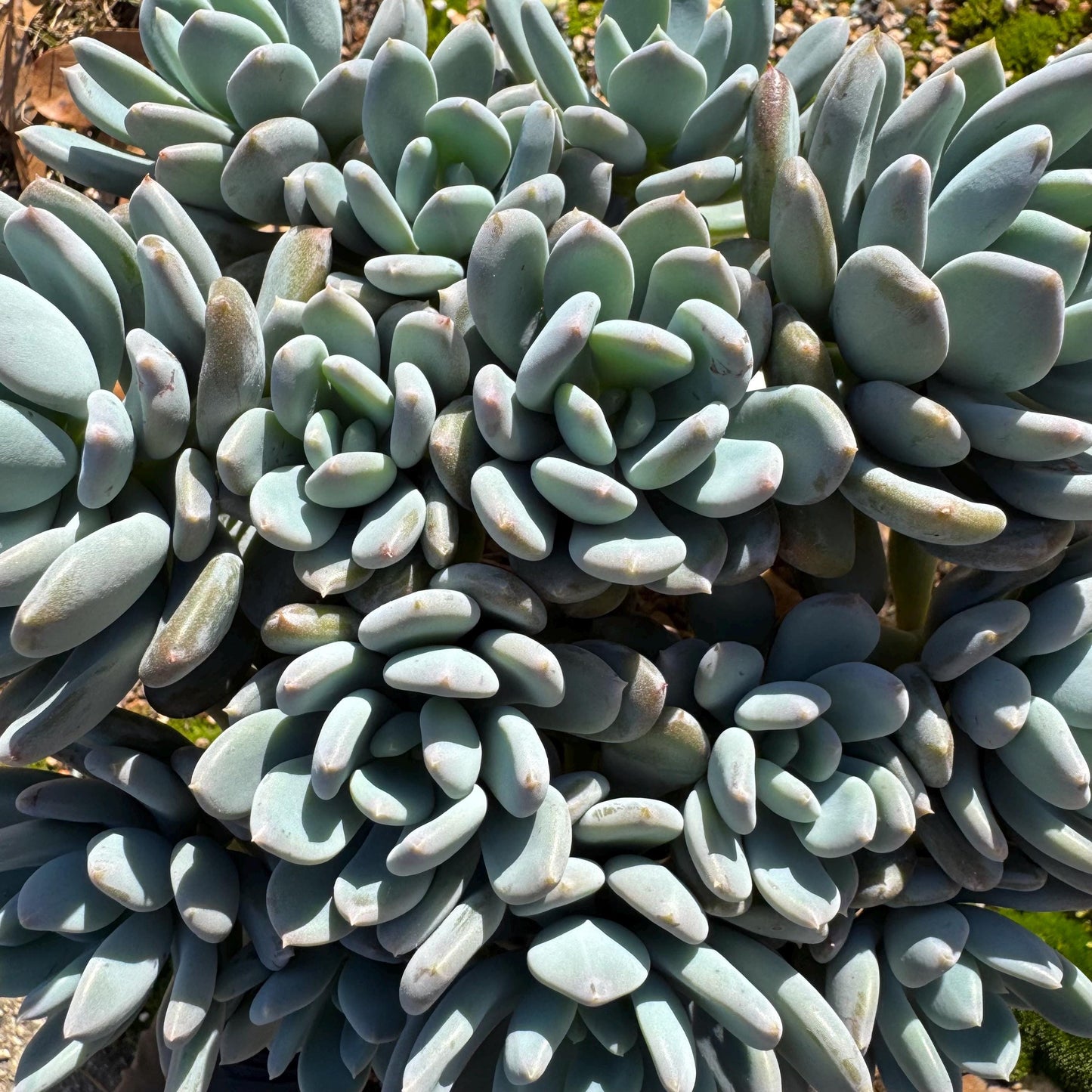 Echeveria 'Cinderella' big cluster , 6.0inches, more than 12heads, high quality, Bare Root, Imported Rare Succulent, gift