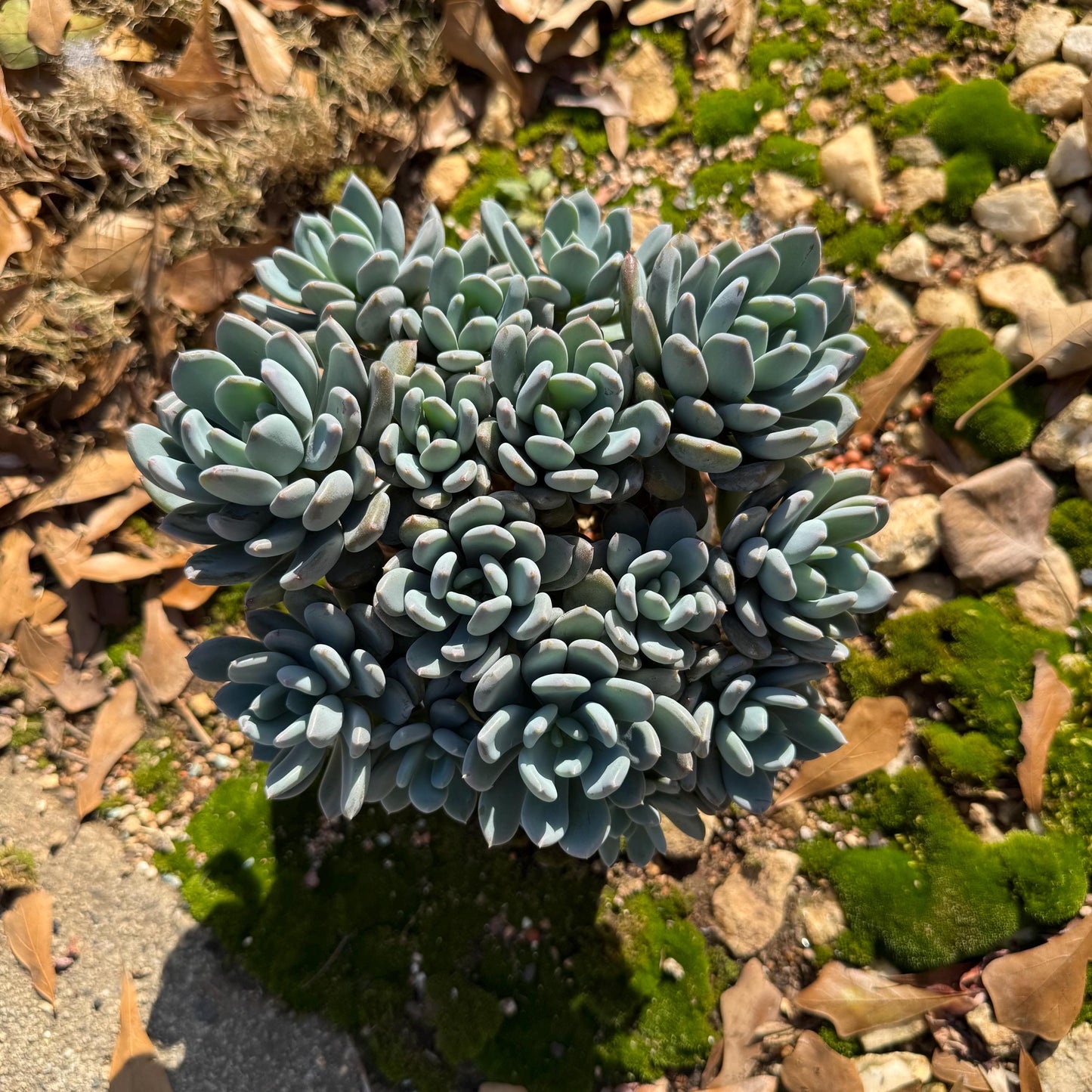 Echeveria 'Cinderella' big cluster , 6.0inches, more than 12heads, high quality, Bare Root, Imported Rare Succulent, gift
