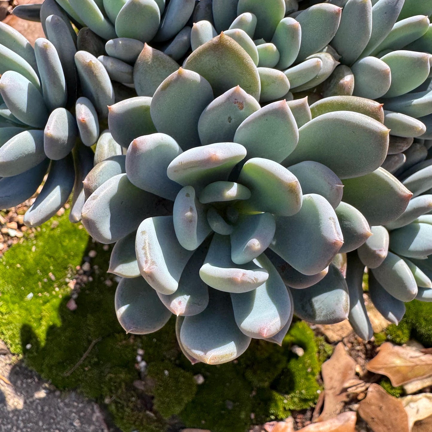 Echeveria 'Cinderella' big cluster , 6.0inches, more than 12heads, high quality, Bare Root, Imported Rare Succulent, gift