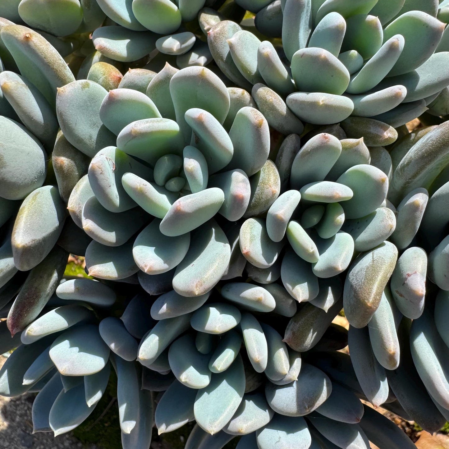 Echeveria 'Cinderella' big cluster , 6.0inches, more than 12heads, high quality, Bare Root, Imported Rare Succulent, gift