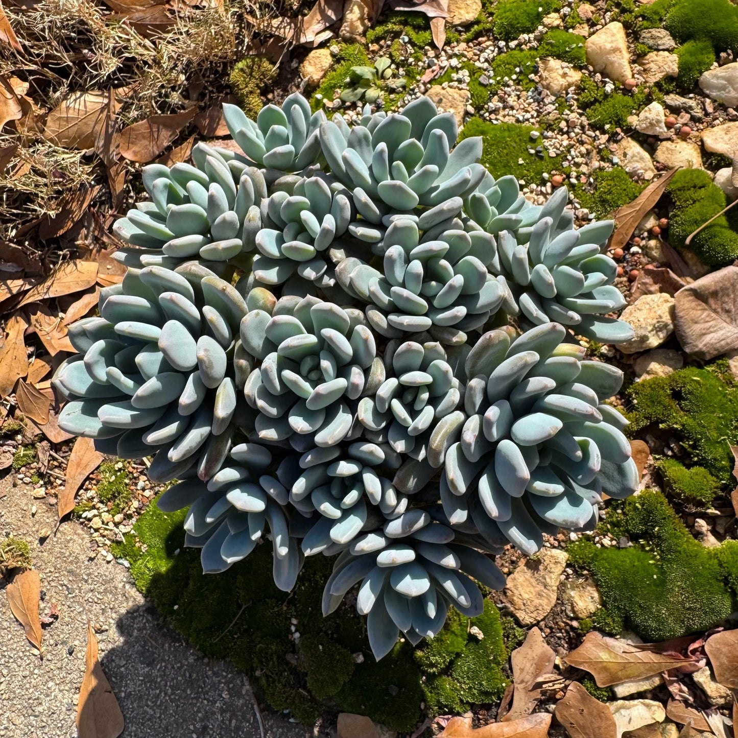 Echeveria 'Cinderella' big cluster , 6.0inches, more than 12heads, high quality, Bare Root, Imported Rare Succulent, gift