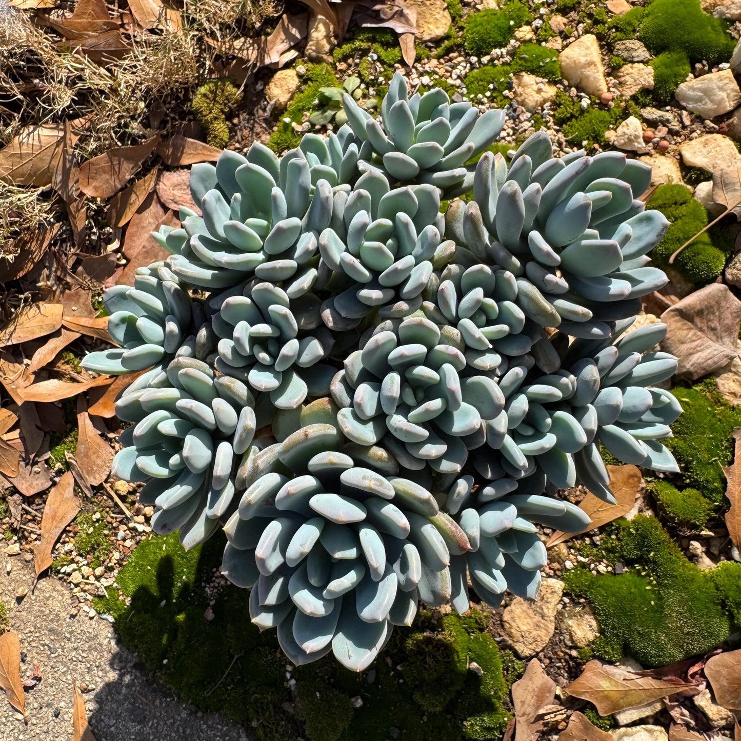 Echeveria 'Cinderella' big cluster , 6.0inches, more than 12heads, high quality, Bare Root, Imported Rare Succulent, gift