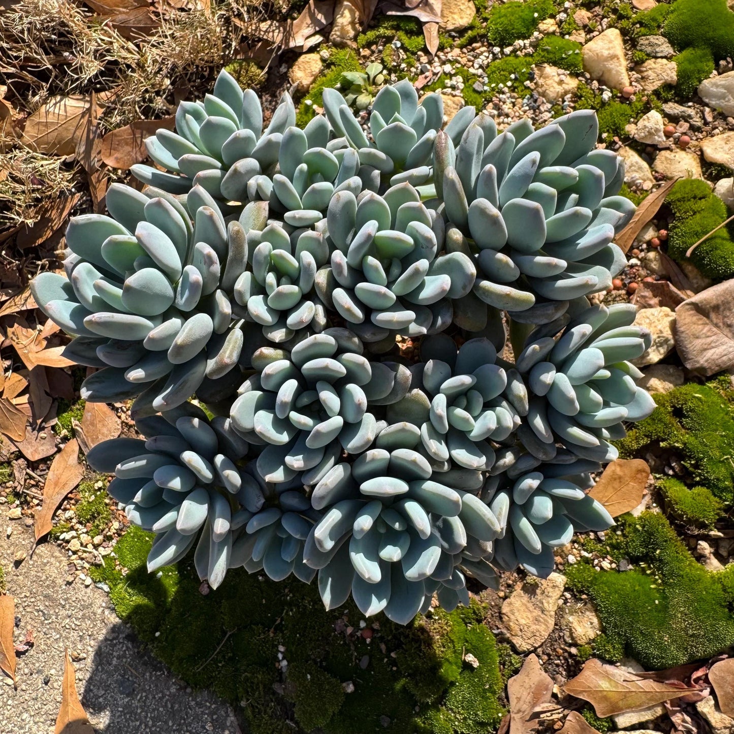 Echeveria 'Cinderella' big cluster , 6.0inches, more than 12heads, high quality, Bare Root, Imported Rare Succulent, gift