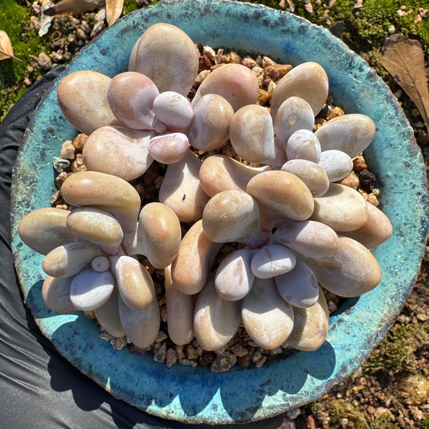 Graptopetalum' amethystinum' , 4heads, 3inches, bare Root, Imported Rare Succulent, live plant