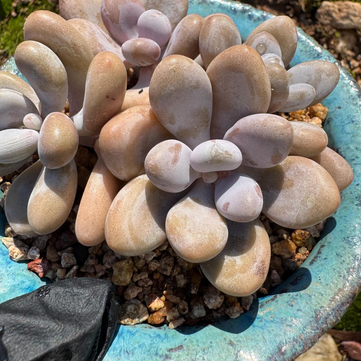 Graptopetalum' amethystinum' , 4heads, 3inches, bare Root, Imported Rare Succulent, live plant