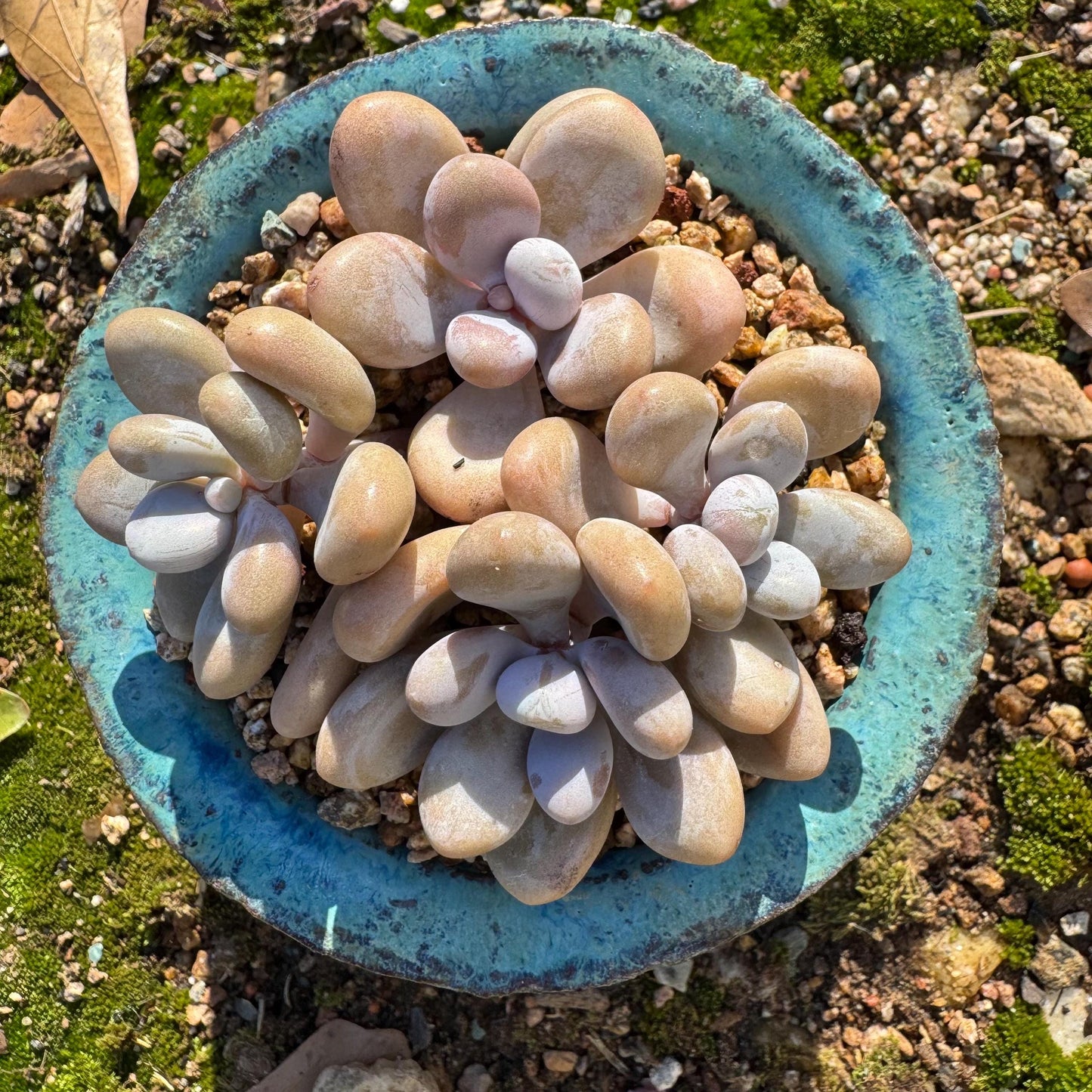 Graptopetalum' amethystinum' , 4heads, 3inches, bare Root, Imported Rare Succulent, live plant