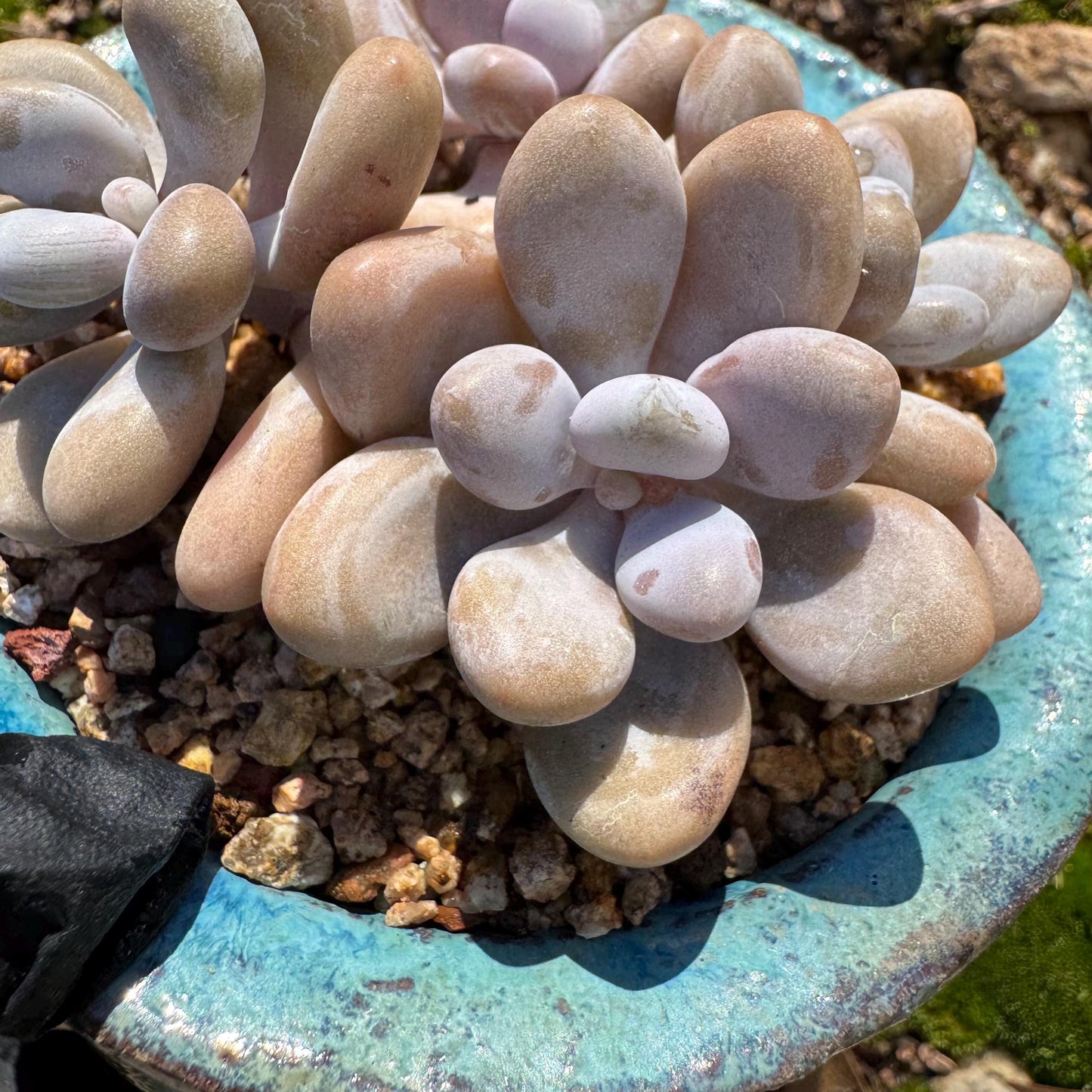 Graptopetalum' amethystinum' , 4heads, 3inches, bare Root, Imported Rare Succulent, live plant