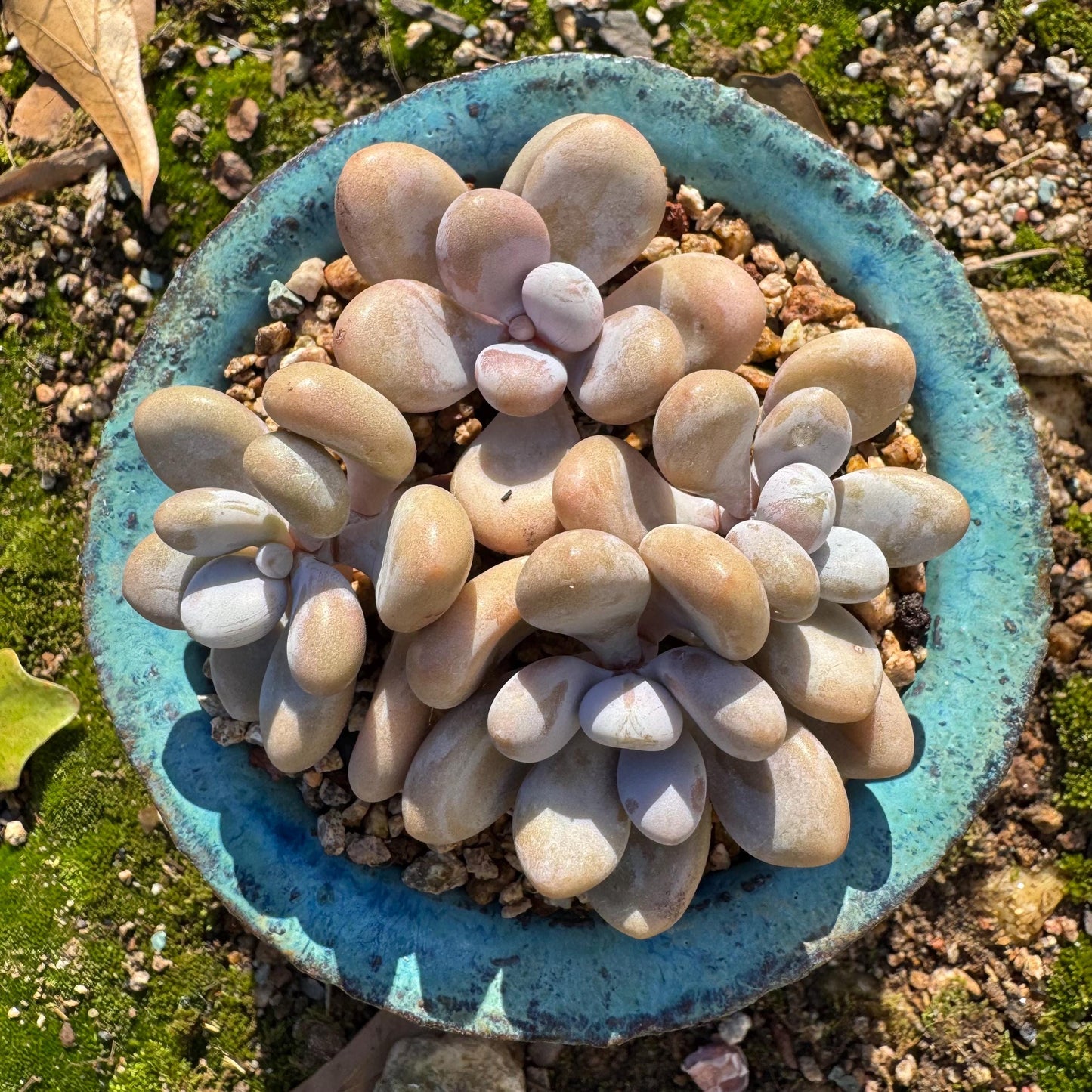 Graptopetalum' amethystinum' , 4heads, 3inches, bare Root, Imported Rare Succulent, live plant