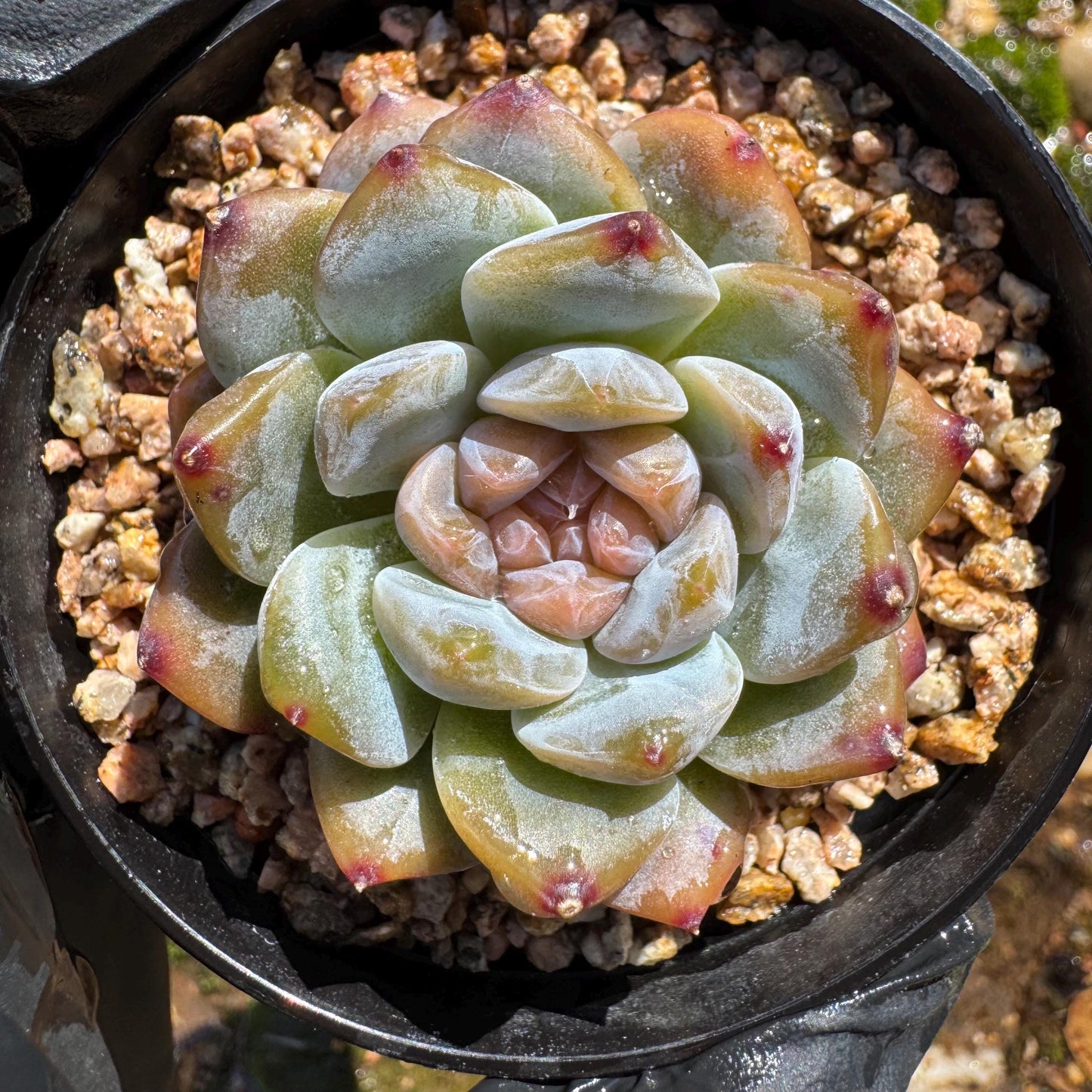 Echeveria' Red Amber', tiny single head , sugar candy, 1.5inches, great quality, pretty color, Imported Rare Succulent, gift