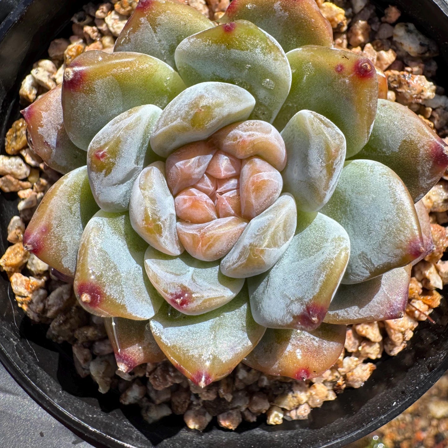 Echeveria' Red Amber', tiny single head , sugar candy, 1.5inches, great quality, pretty color, Imported Rare Succulent, gift
