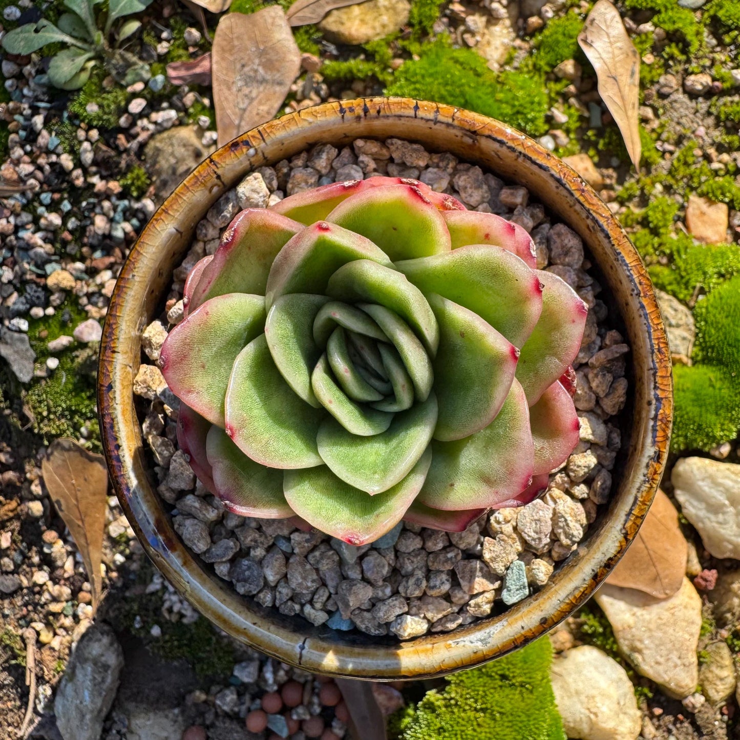 Echeveria ' Ice rose variegated', 2 Inches, Bare Root, Imported Rare Succulent