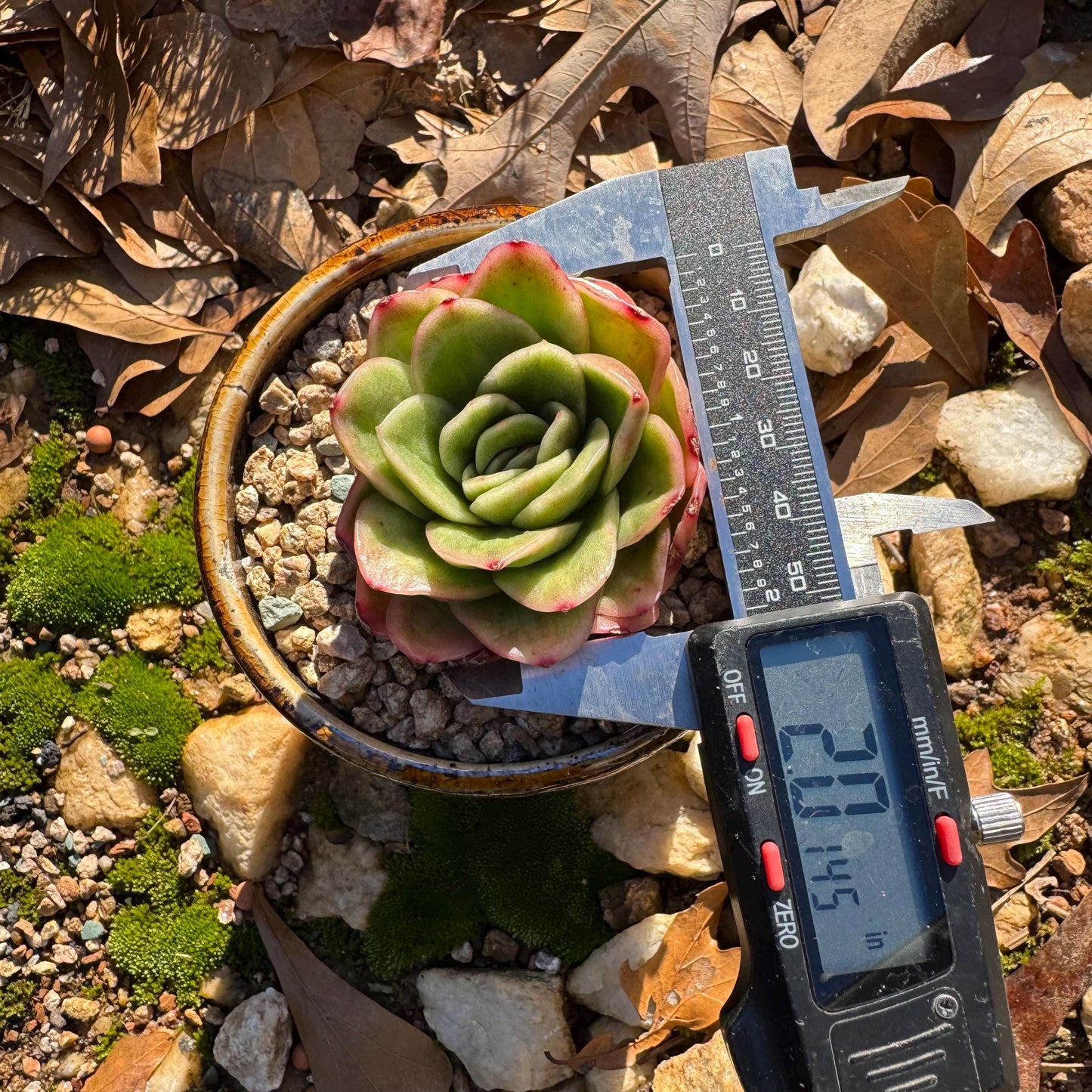 Echeveria ' Ice rose variegated', 2 Inches, Bare Root, Imported Rare Succulent