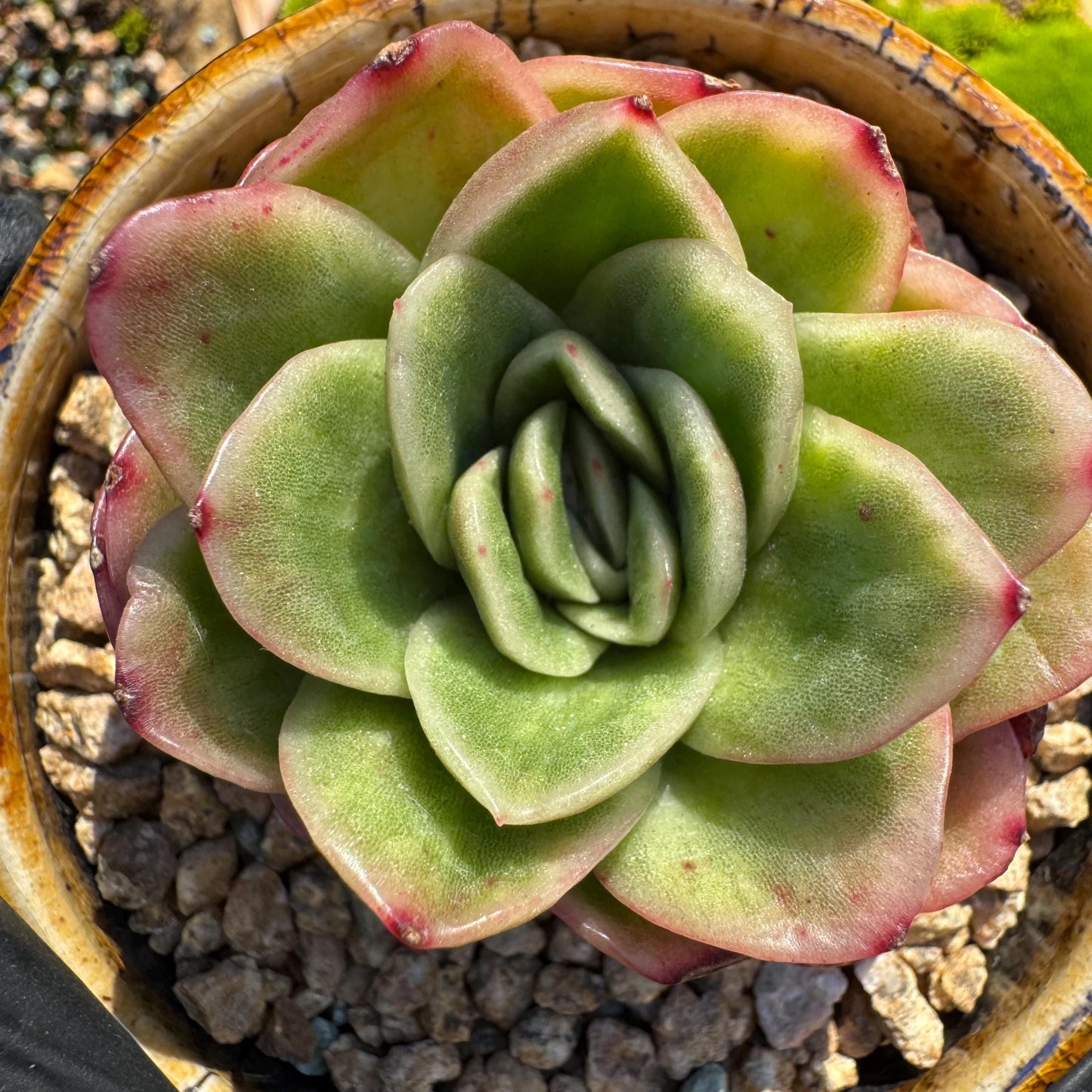 Echeveria ' Ice rose variegated', 2 Inches, Bare Root, Imported Rare Succulent