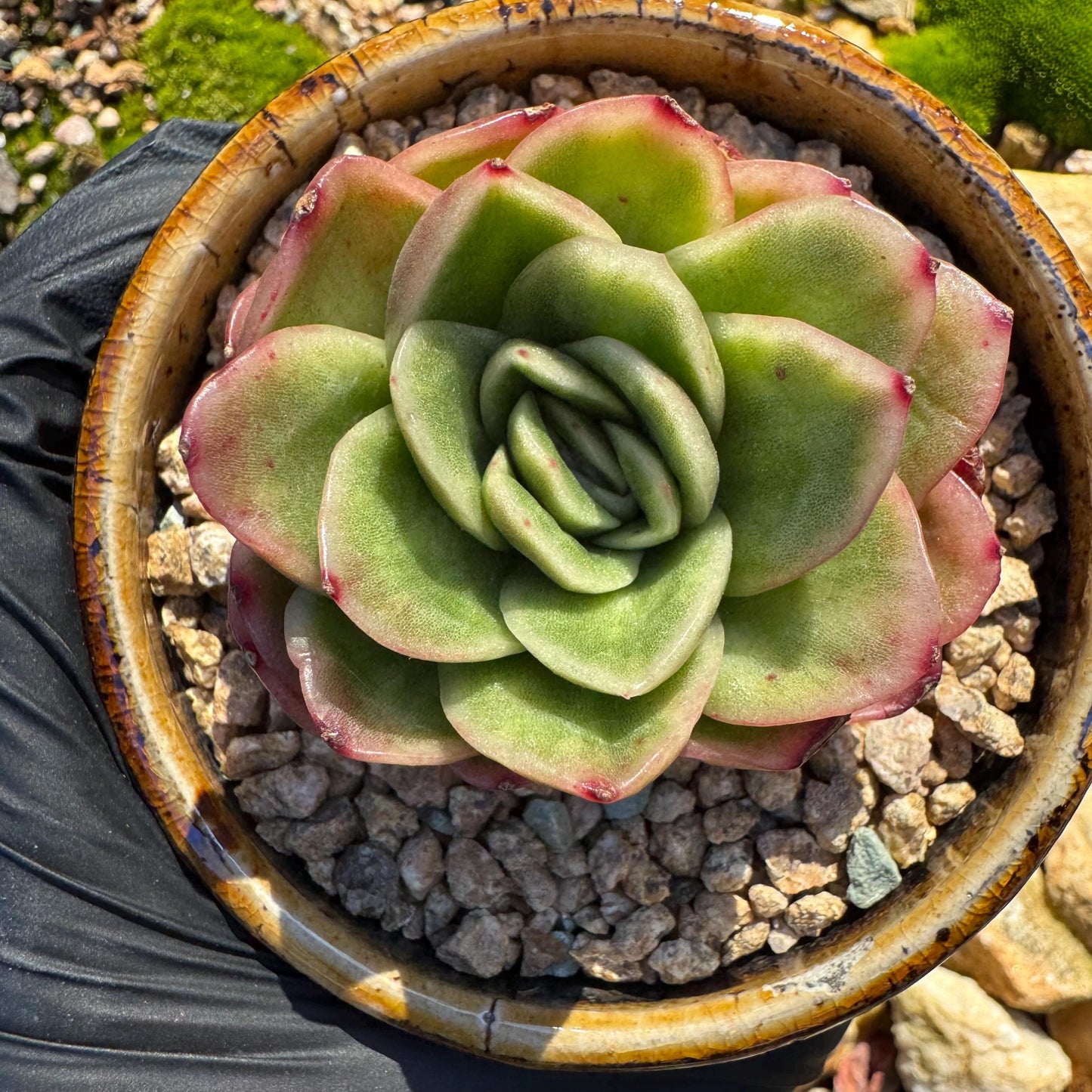 Echeveria ' Ice rose variegated', 2 Inches, Bare Root, Imported Rare Succulent