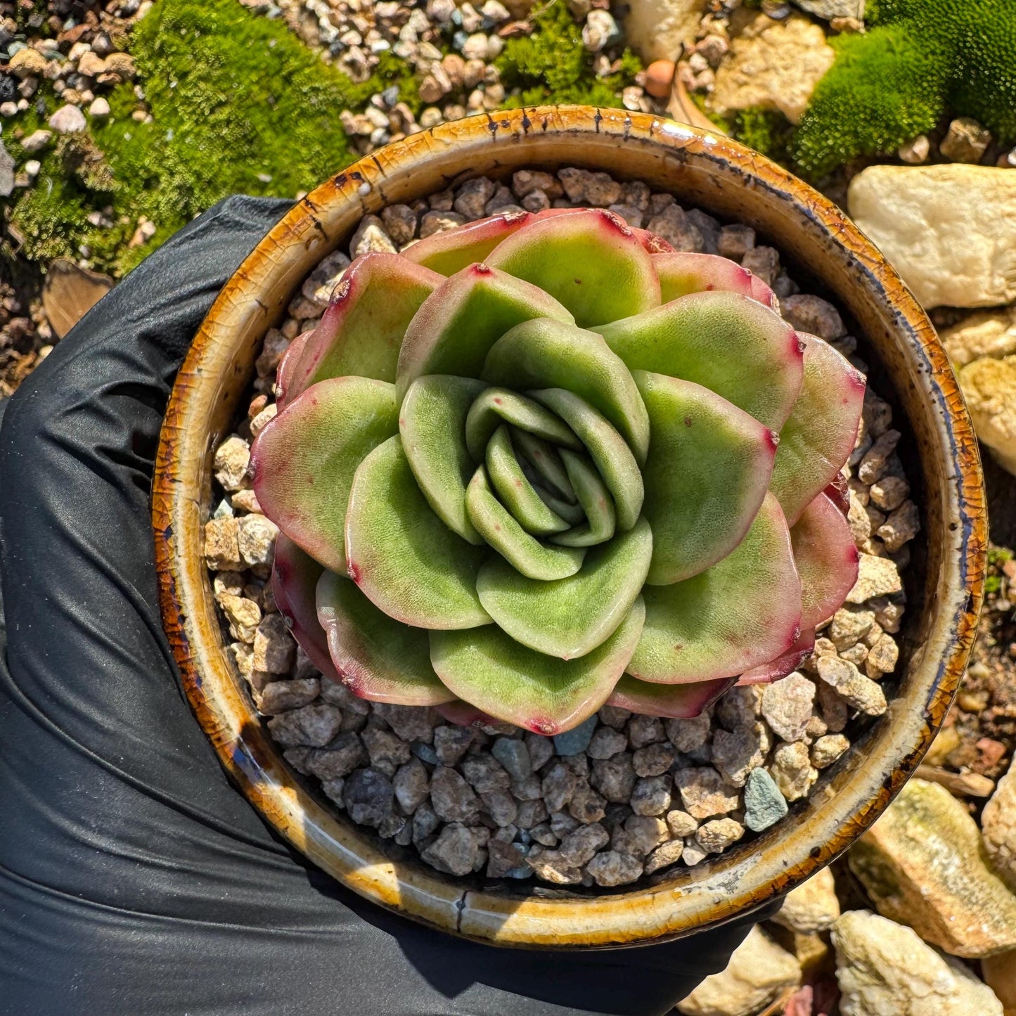 Echeveria ' Ice rose variegated', 2 Inches, Bare Root, Imported Rare Succulent